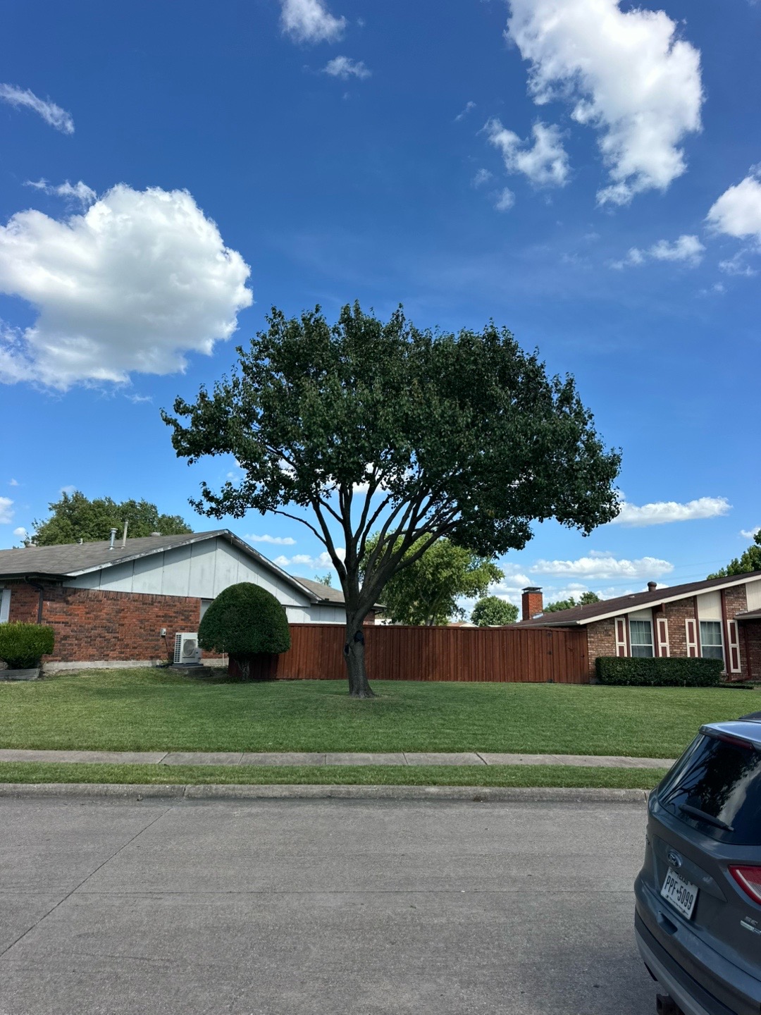 @Live Oak Tree Service