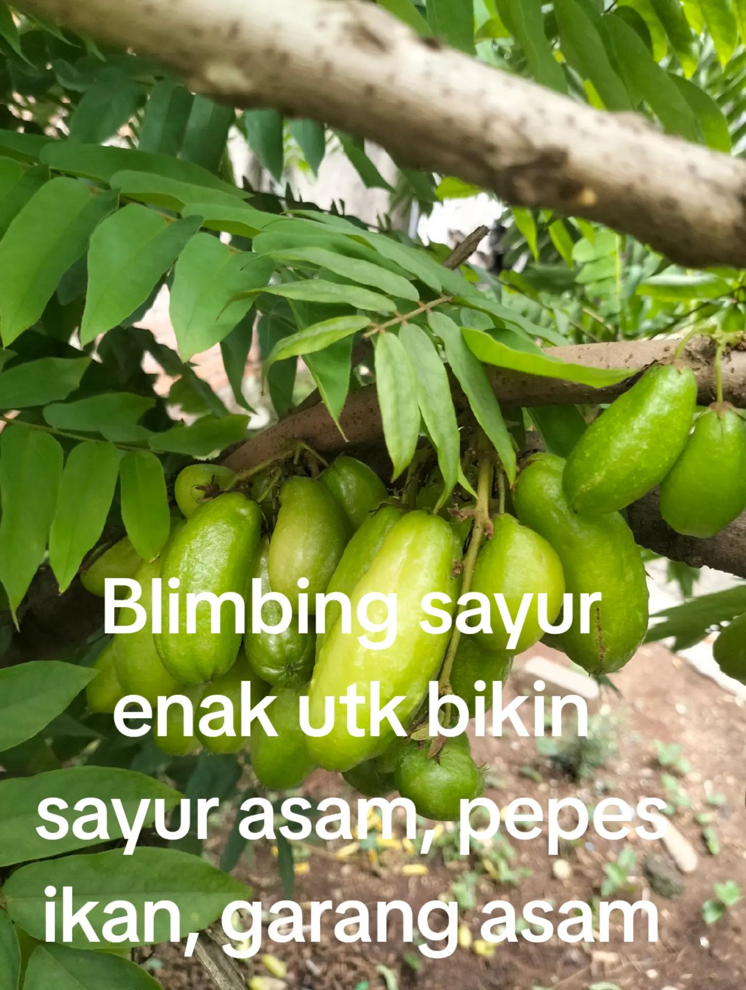 @padangzambrud