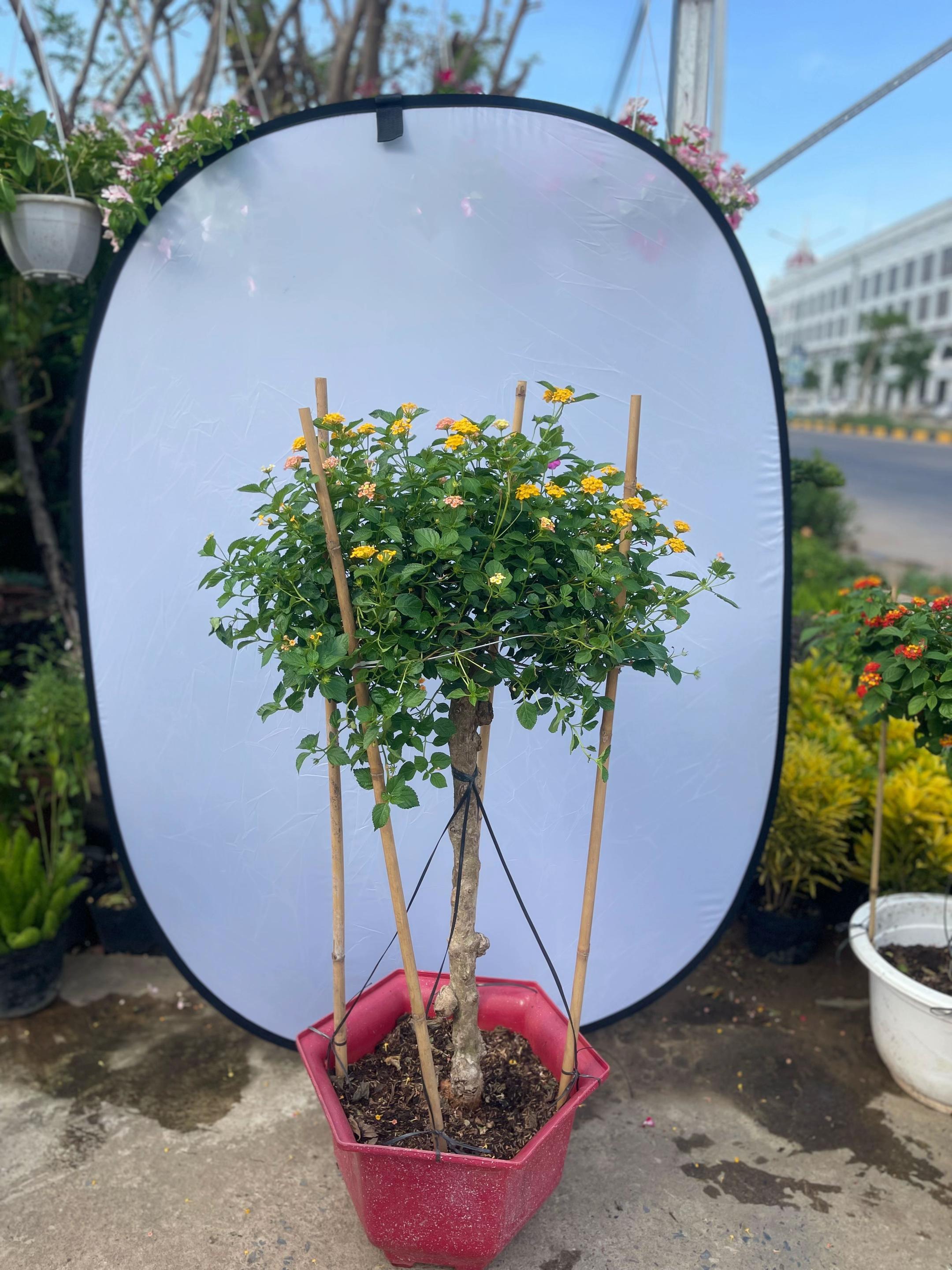 @ពិភពរុក្ខជាតិ - Plants World