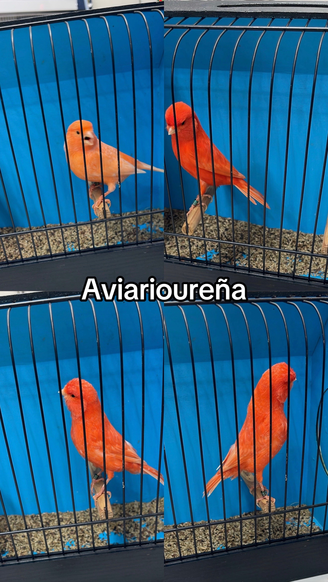@AviarioUreña