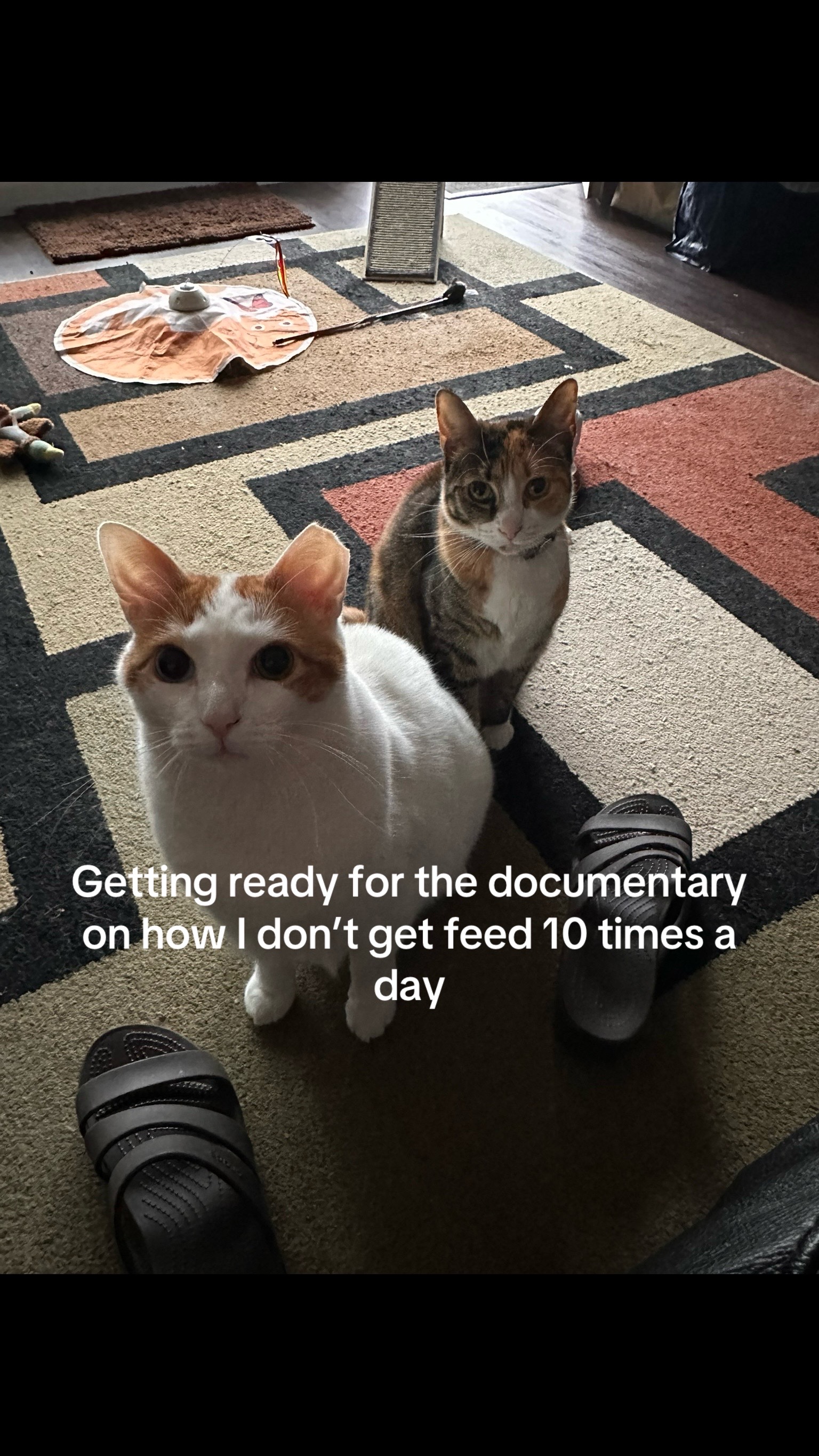 @Adventures of Baby Kitty