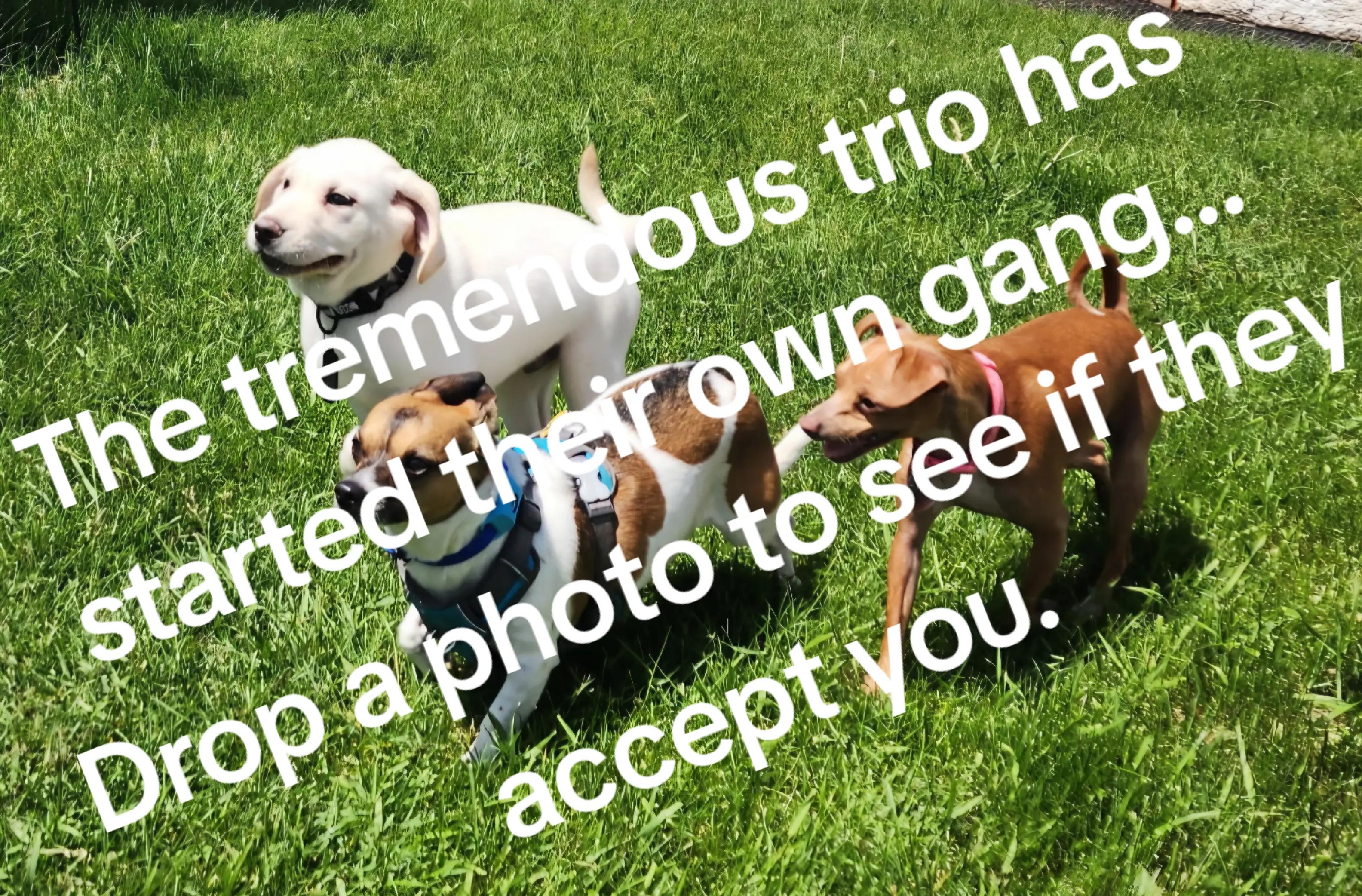 @NineToesLu