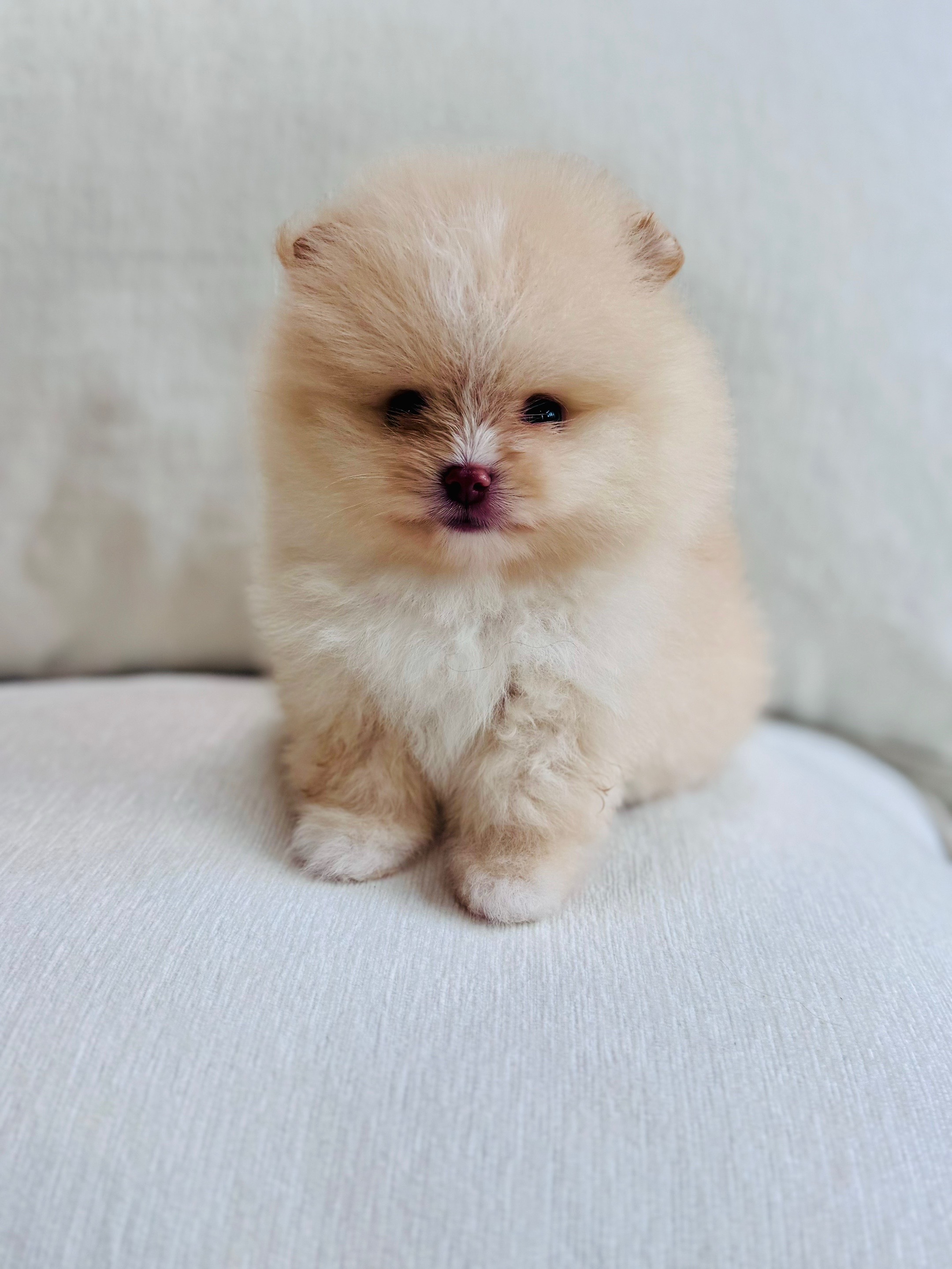 @Fingerlakes Pomeranians
