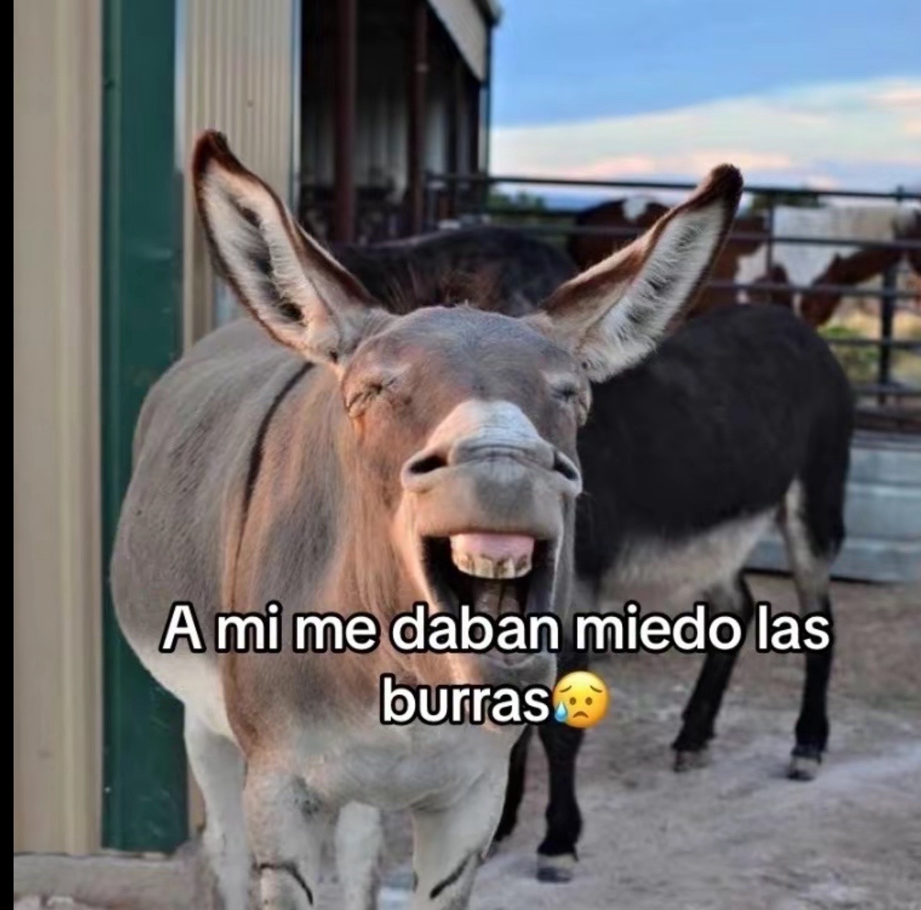 @leiva_leiva5