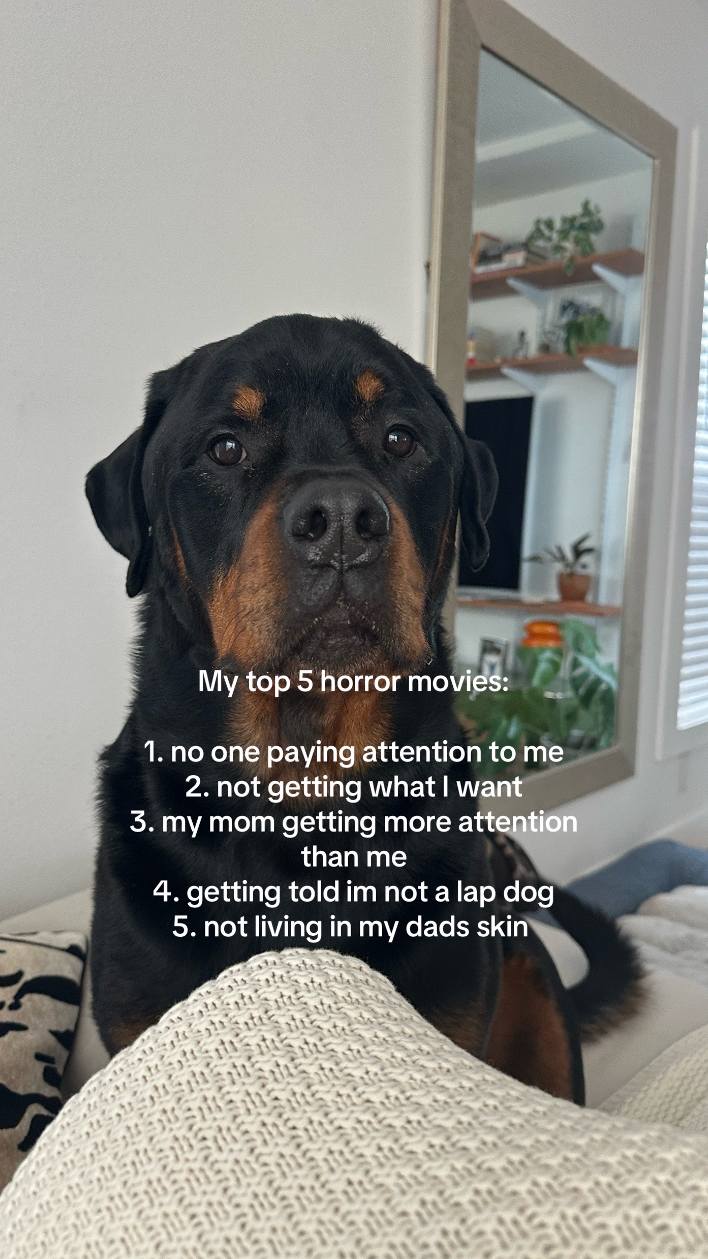 @Moose The Rottie