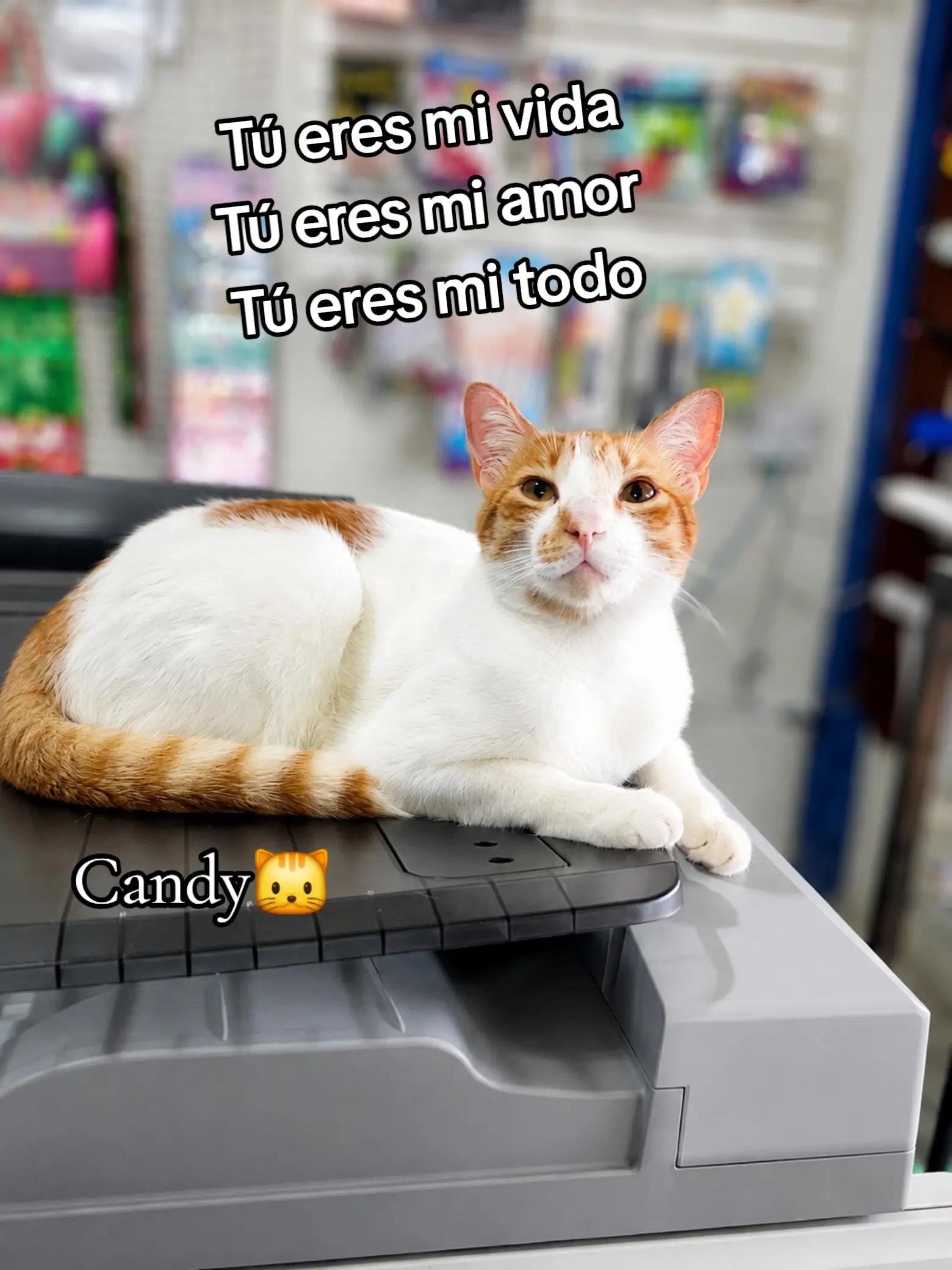 @vivian vargas