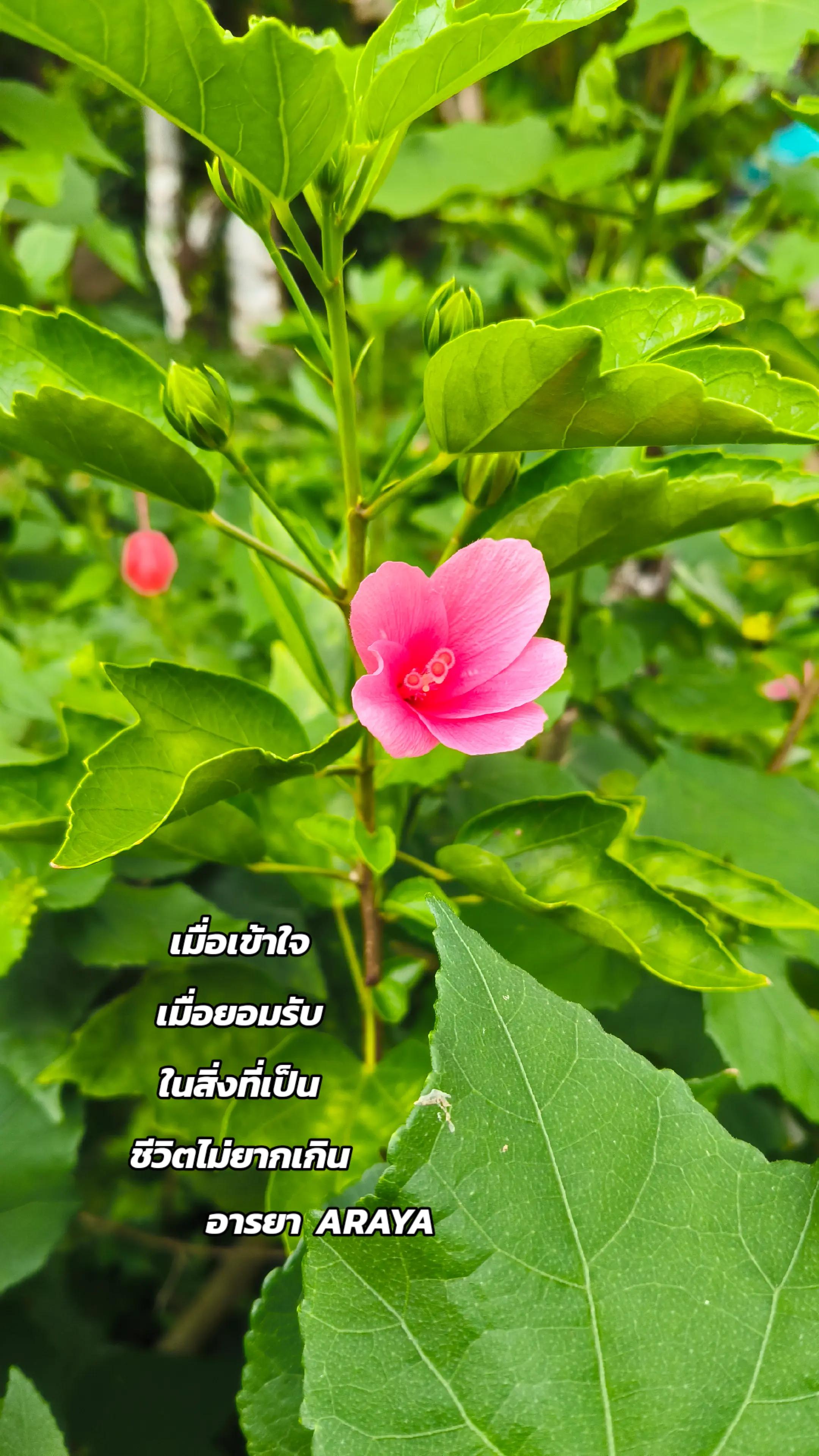 @อารยา araya