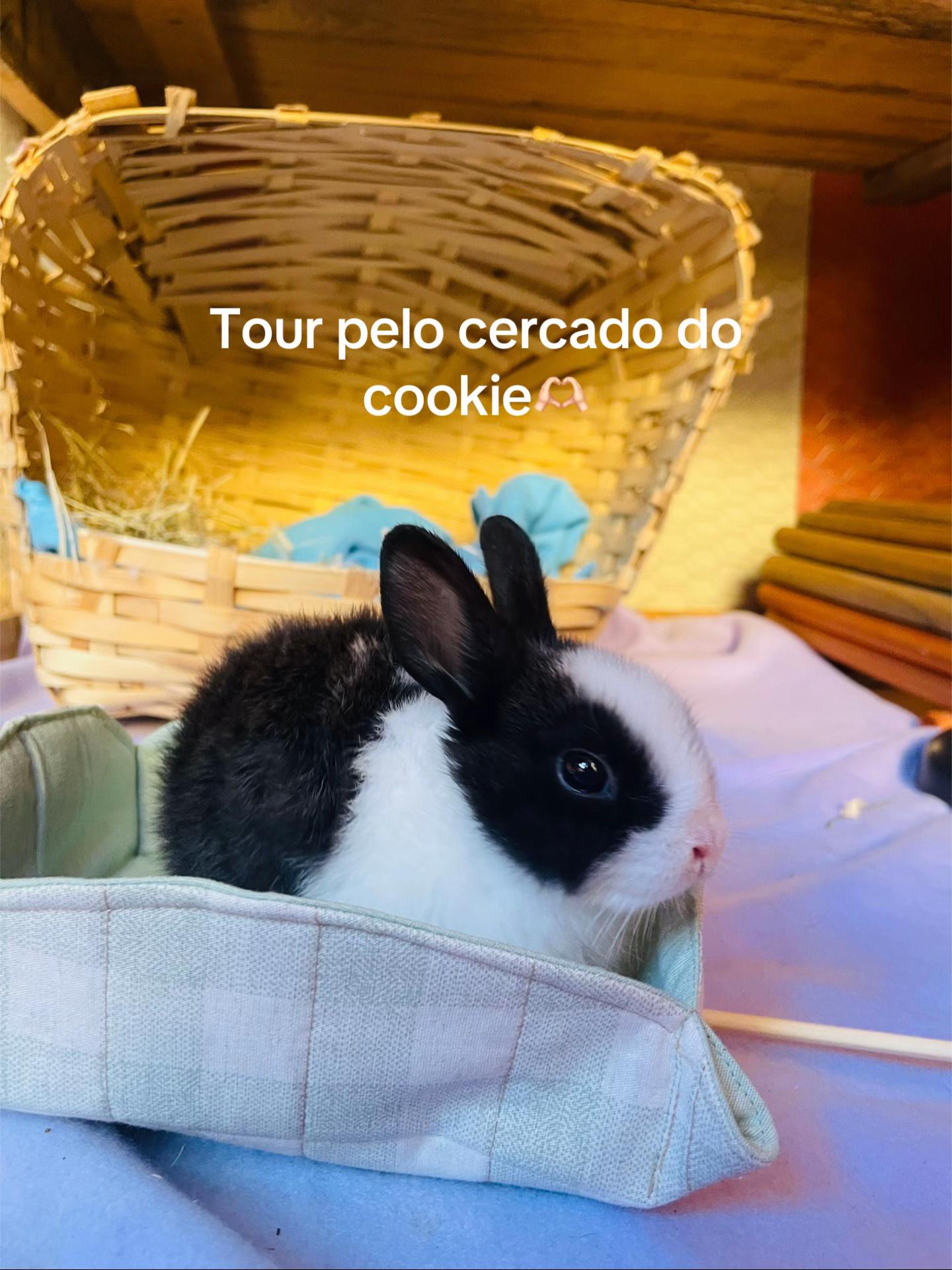 @Thor & cookie🐴🐰
