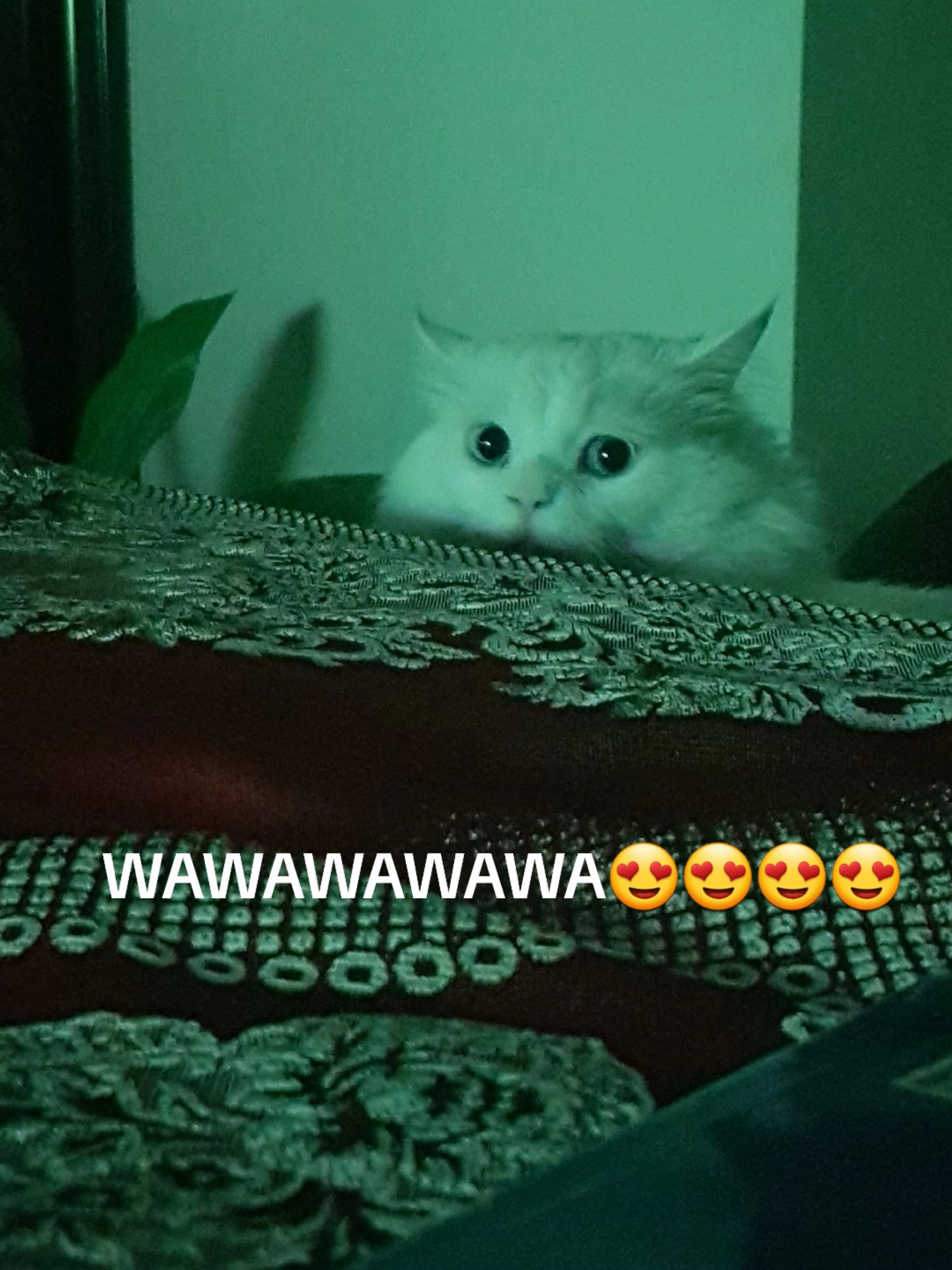 @☆ᏒᖴᏕ☆
