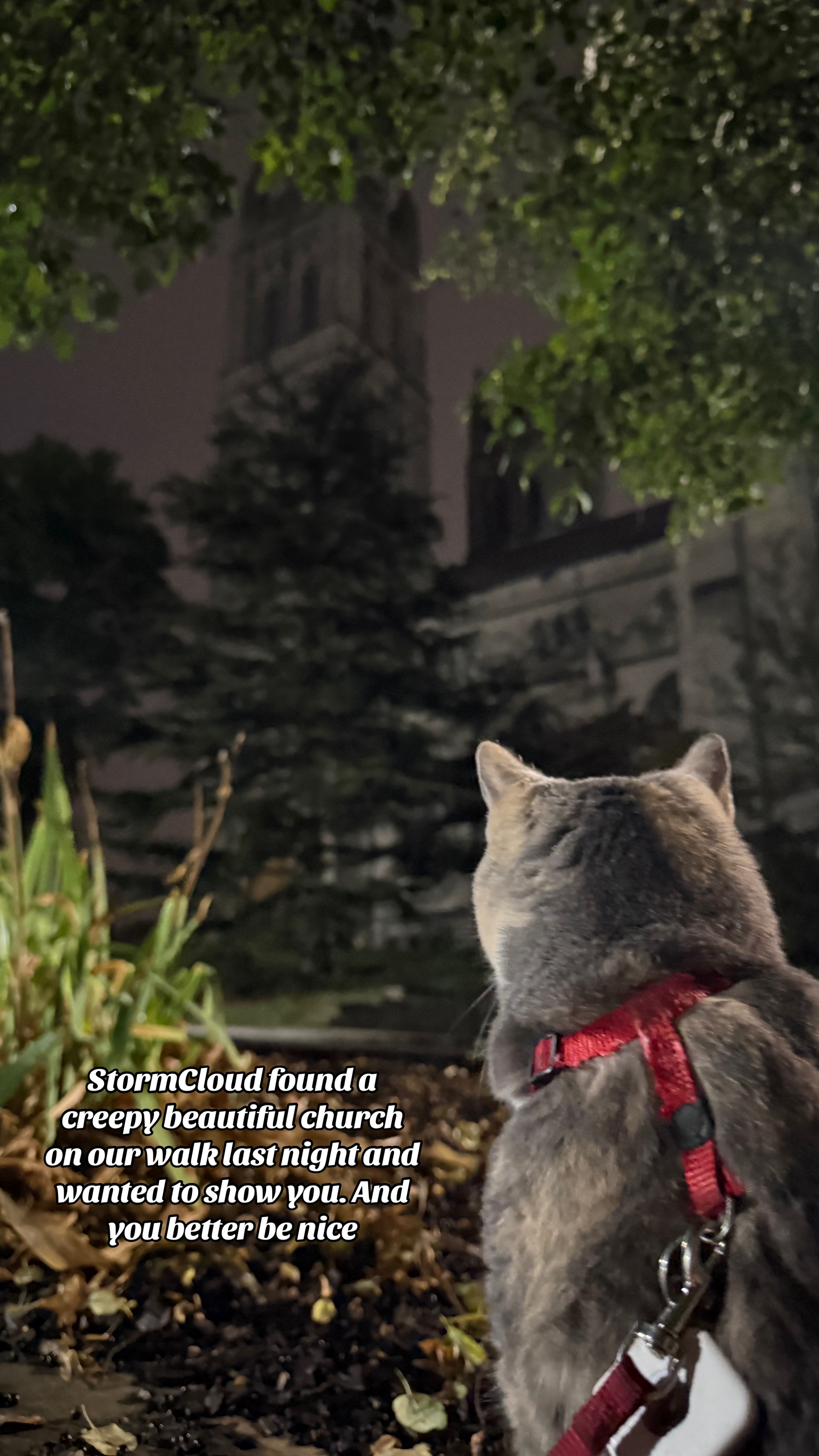 @Chelsea on Wheels & Meowtains