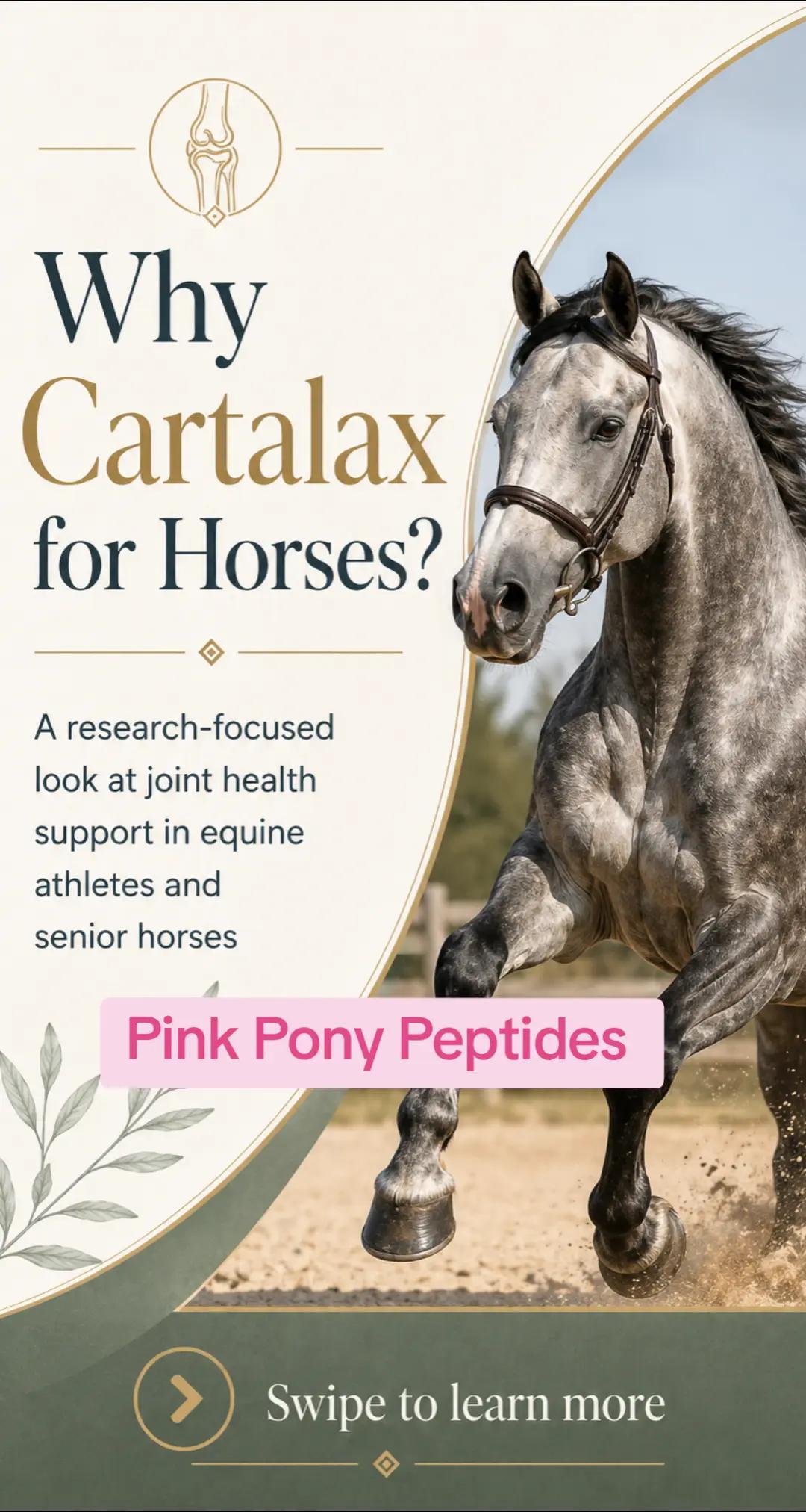 @DressageHub