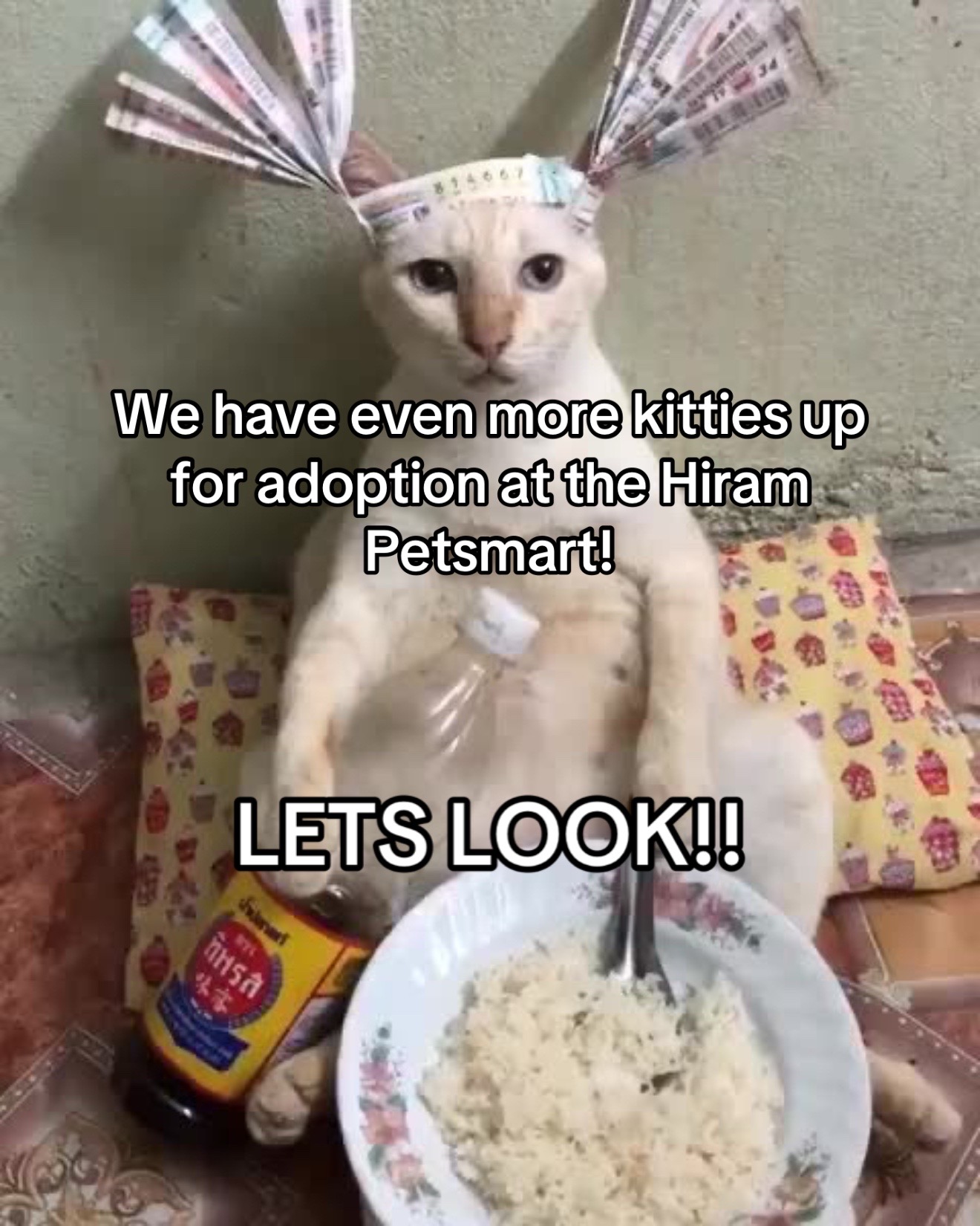 @KittyAngelRescue