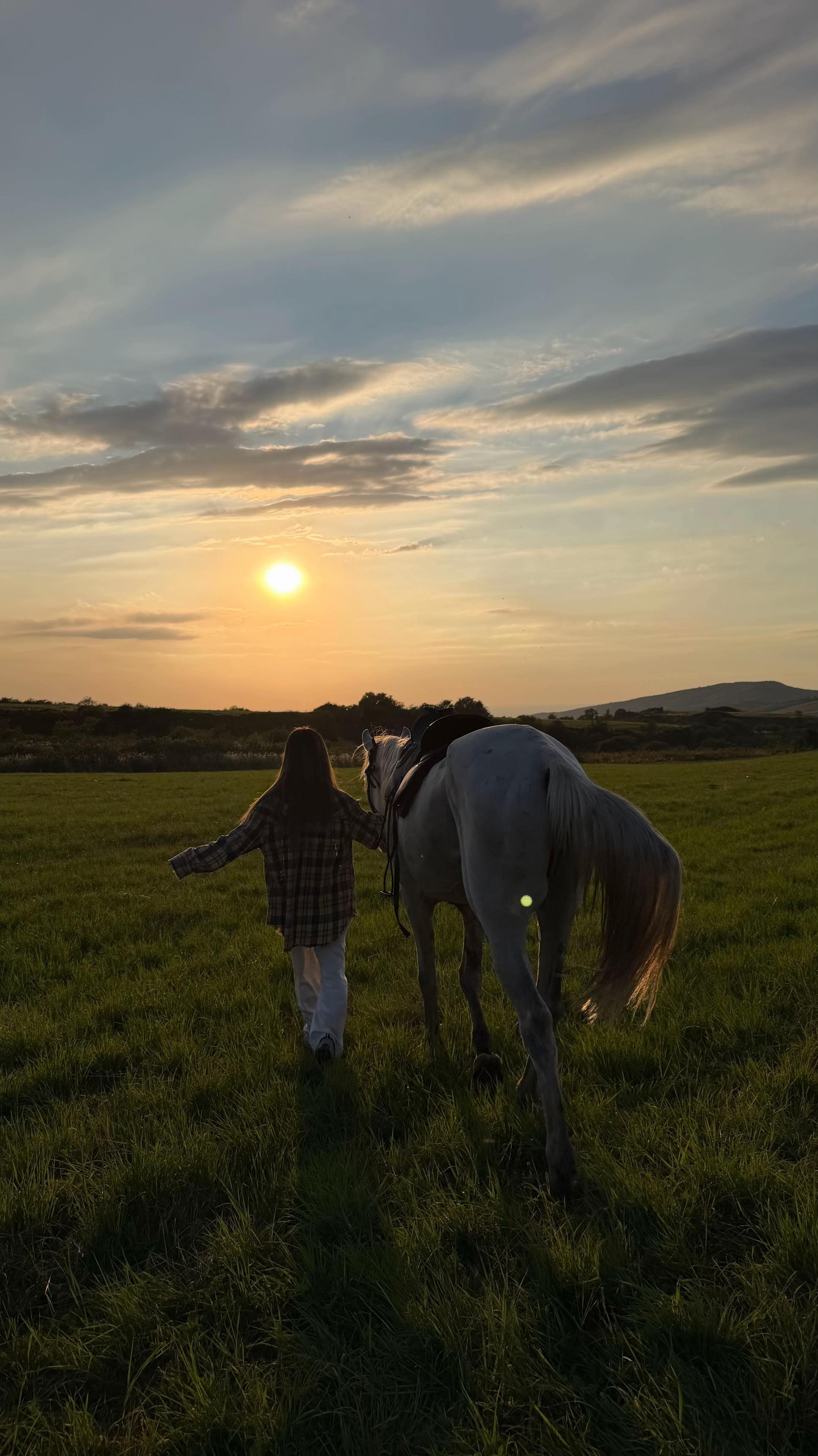 @tulpar_horses