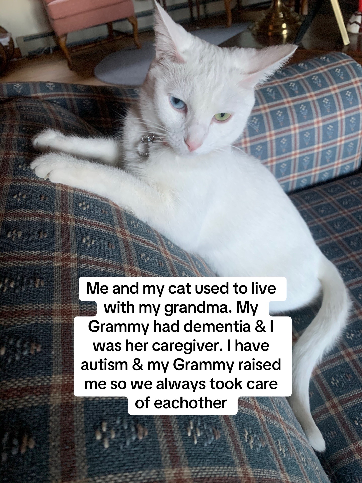 @chicken the white cat