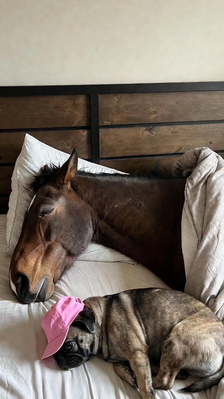 @FOLLOW MY HORSE🐴🦄❤️