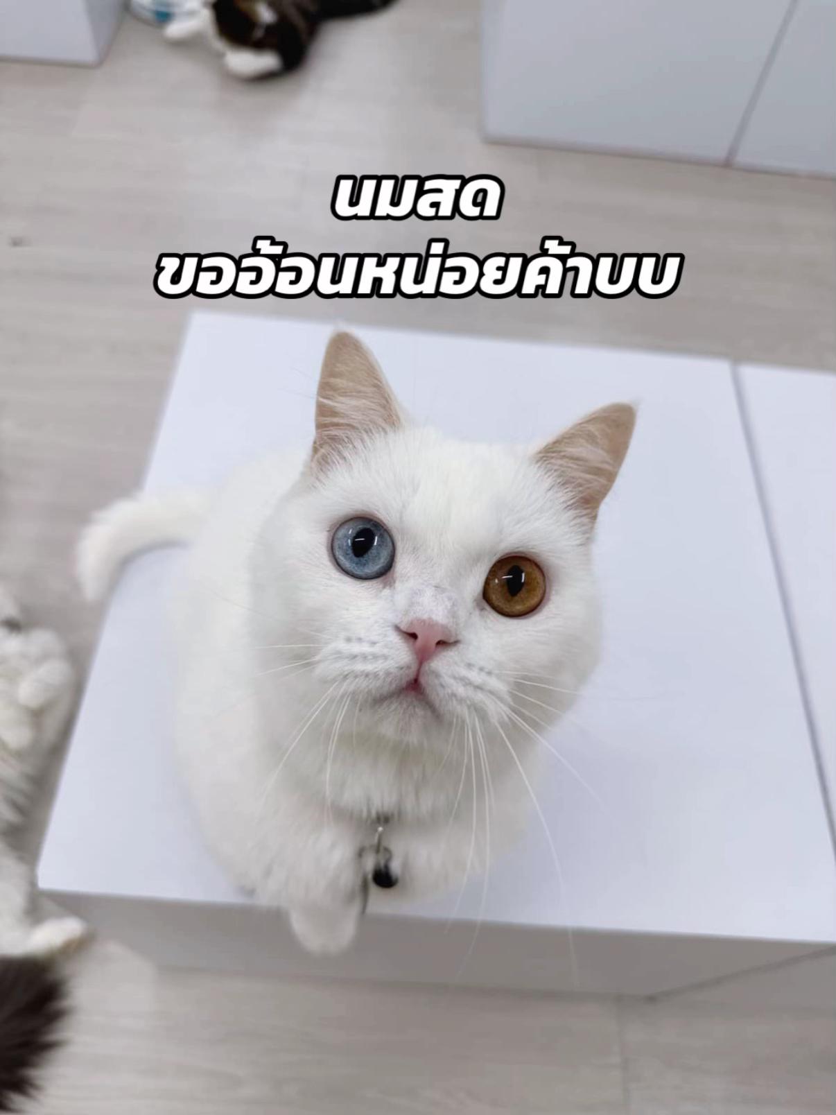 @คาเฟ่แมวโมริ Mori cat cafe'