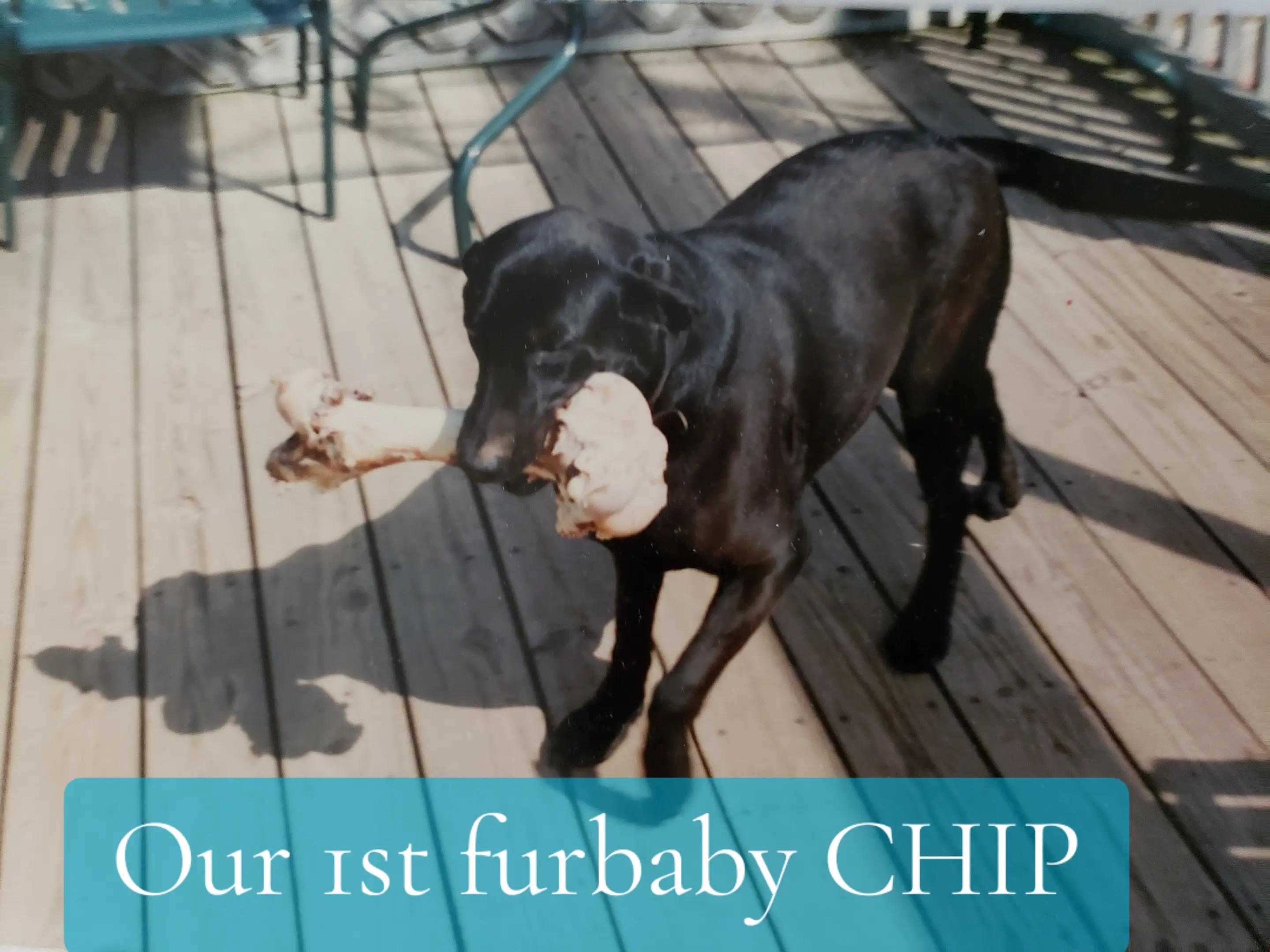 @Ruby.The.English.Labrador
