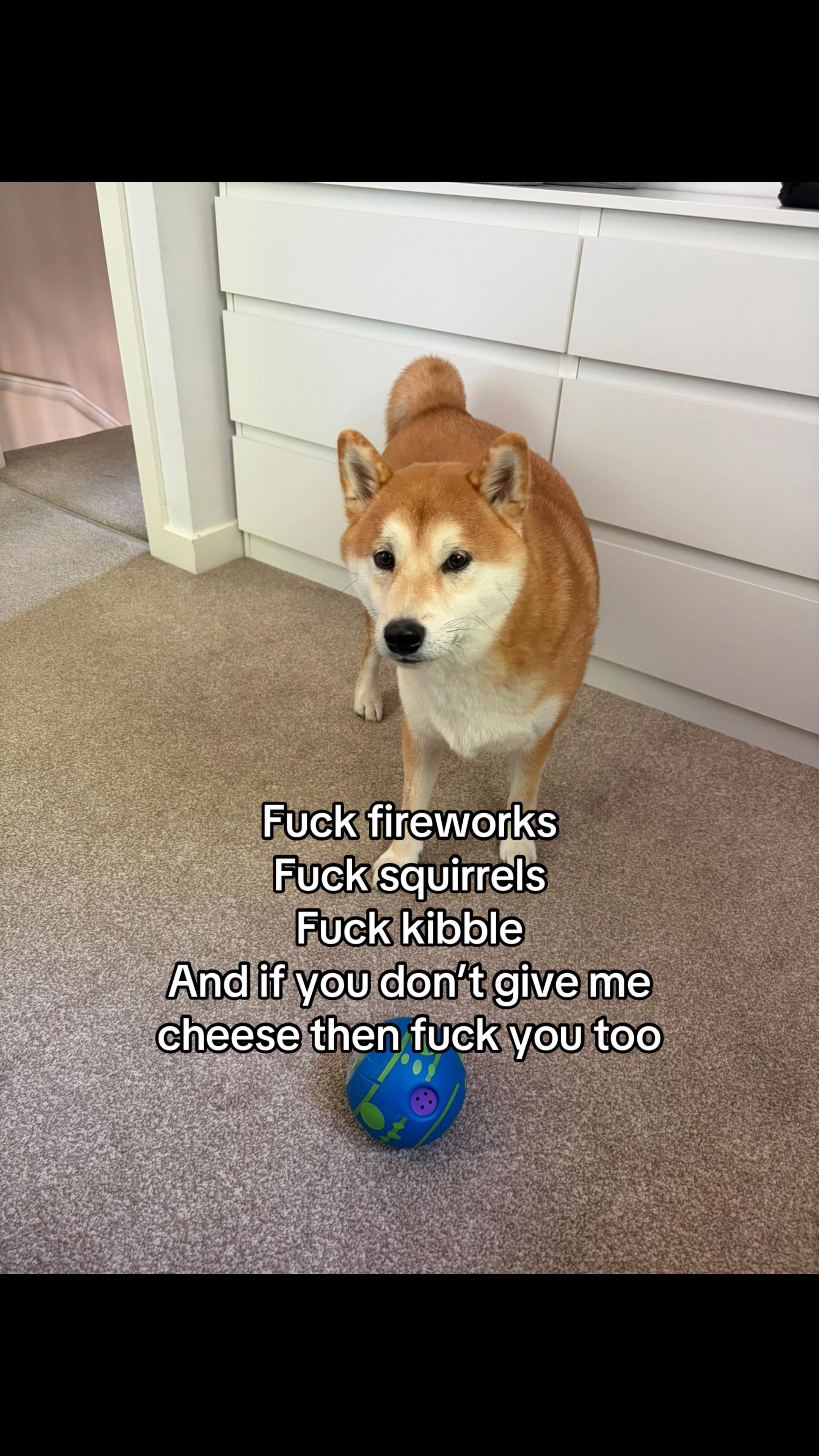 @Kenzo the Shiba