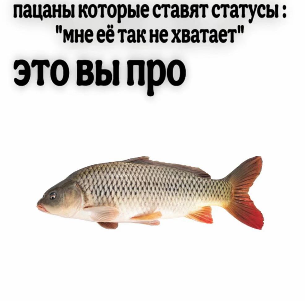 @Evro39🎣