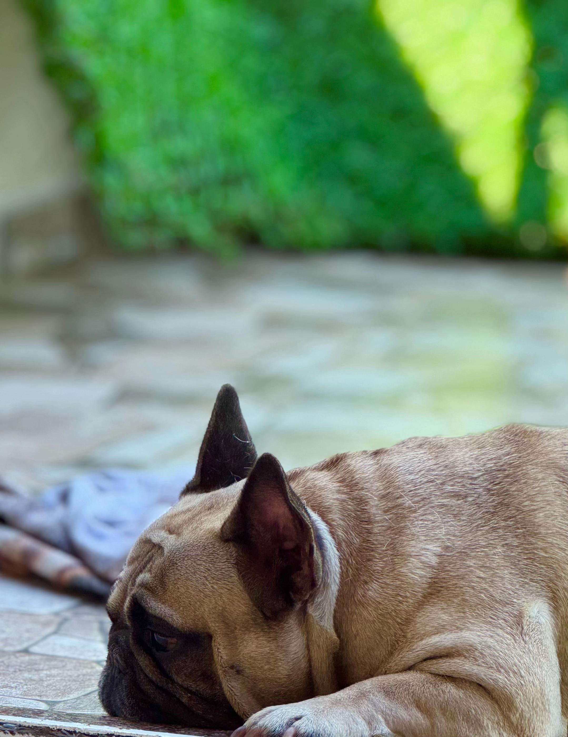 @Bosphorus Bulls French Bulldog