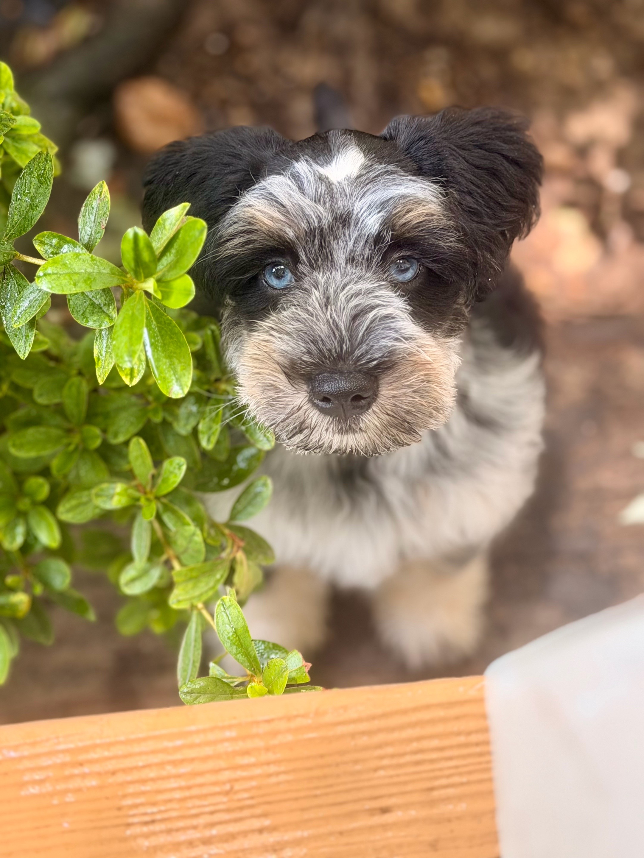 @Black Creek Kennels Schnauzers