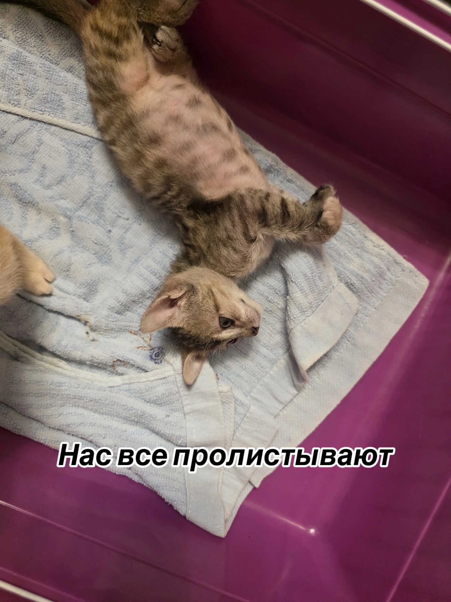 @Приют Потеряшка