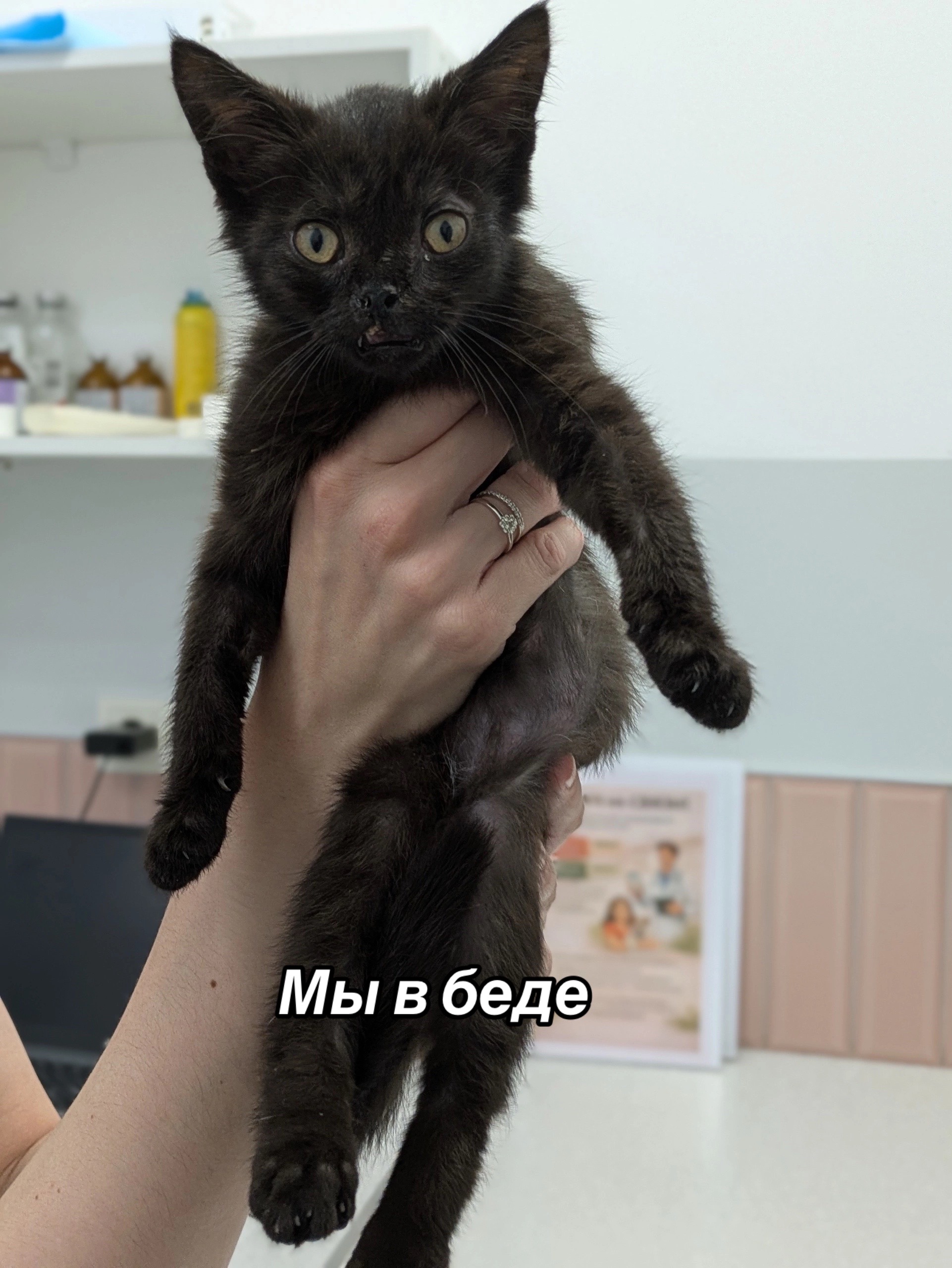 @Приют для животных Потеряшка