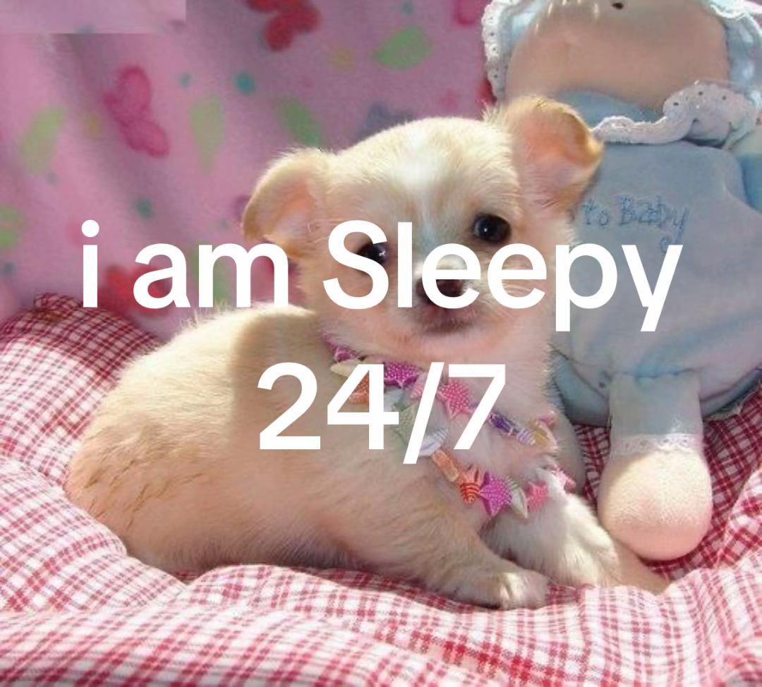 @bunny