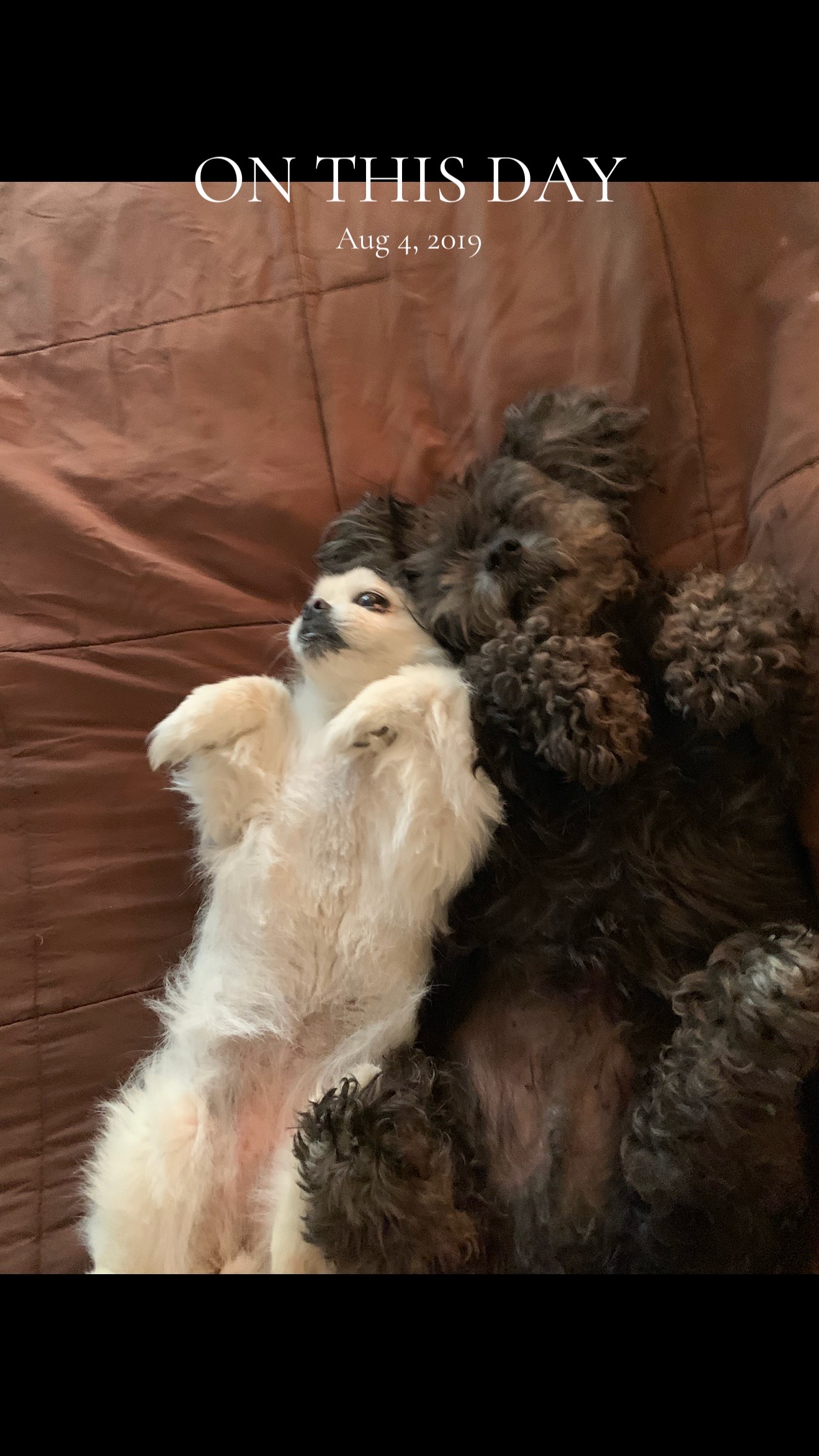 @Jose Mostro Chacon🇻🇪🇺🇸