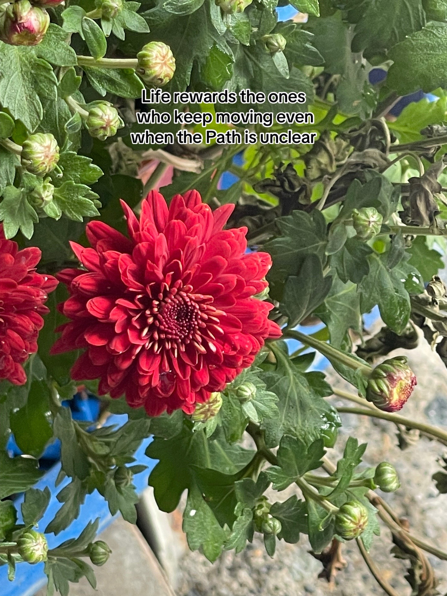@soulfullflower_2001