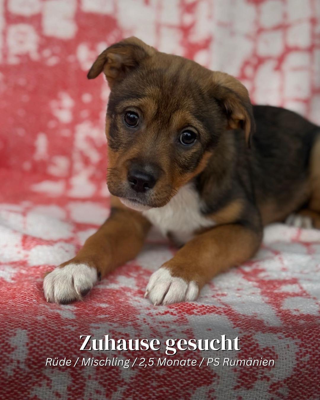@SpecialDogs e.V.