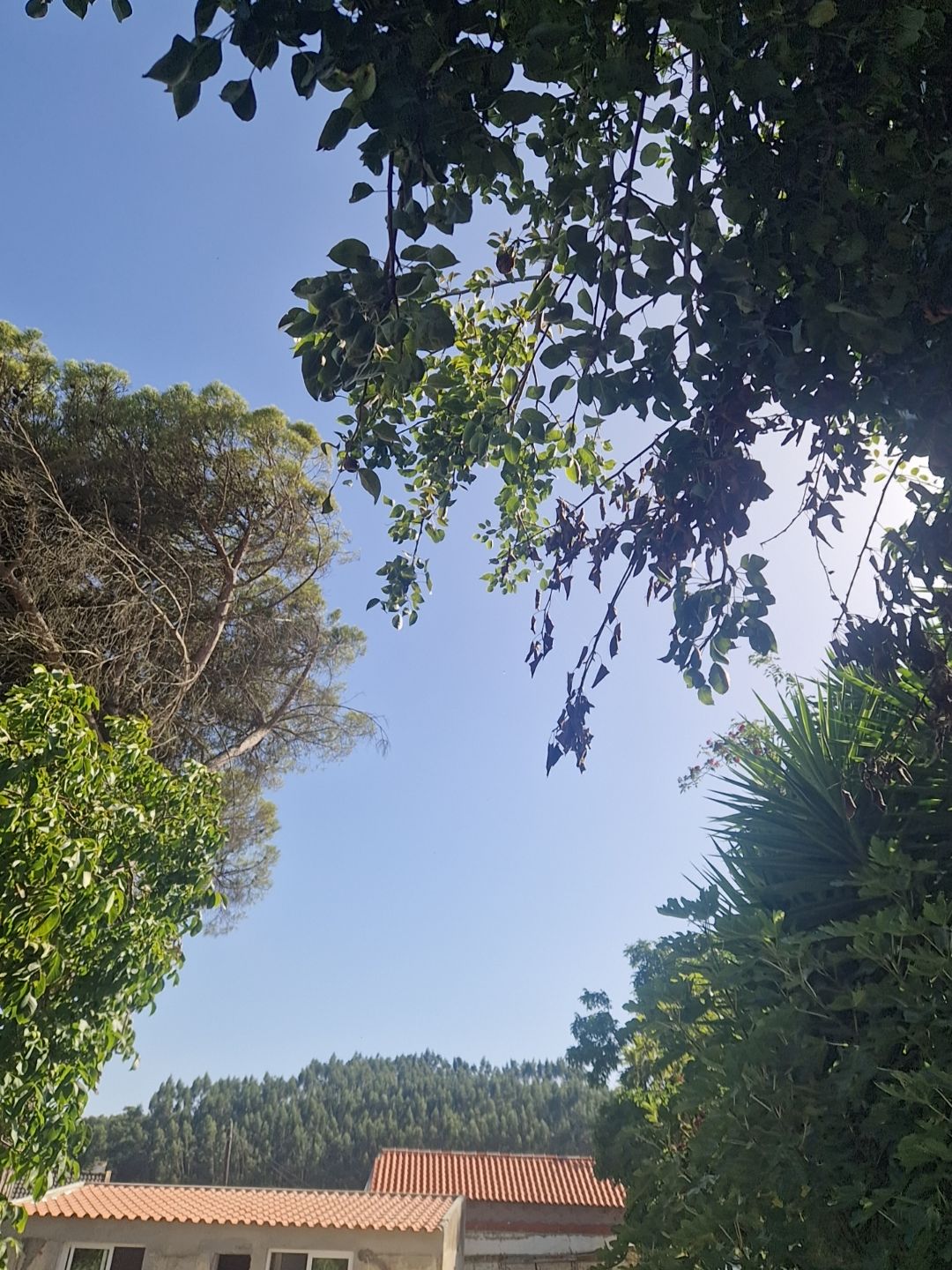 @Manoel Messias