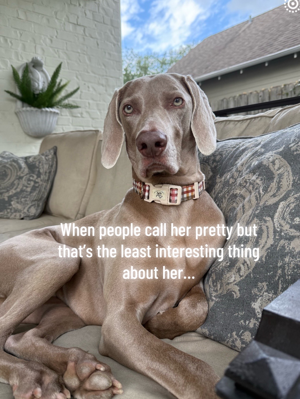 @Zoey the Weim
