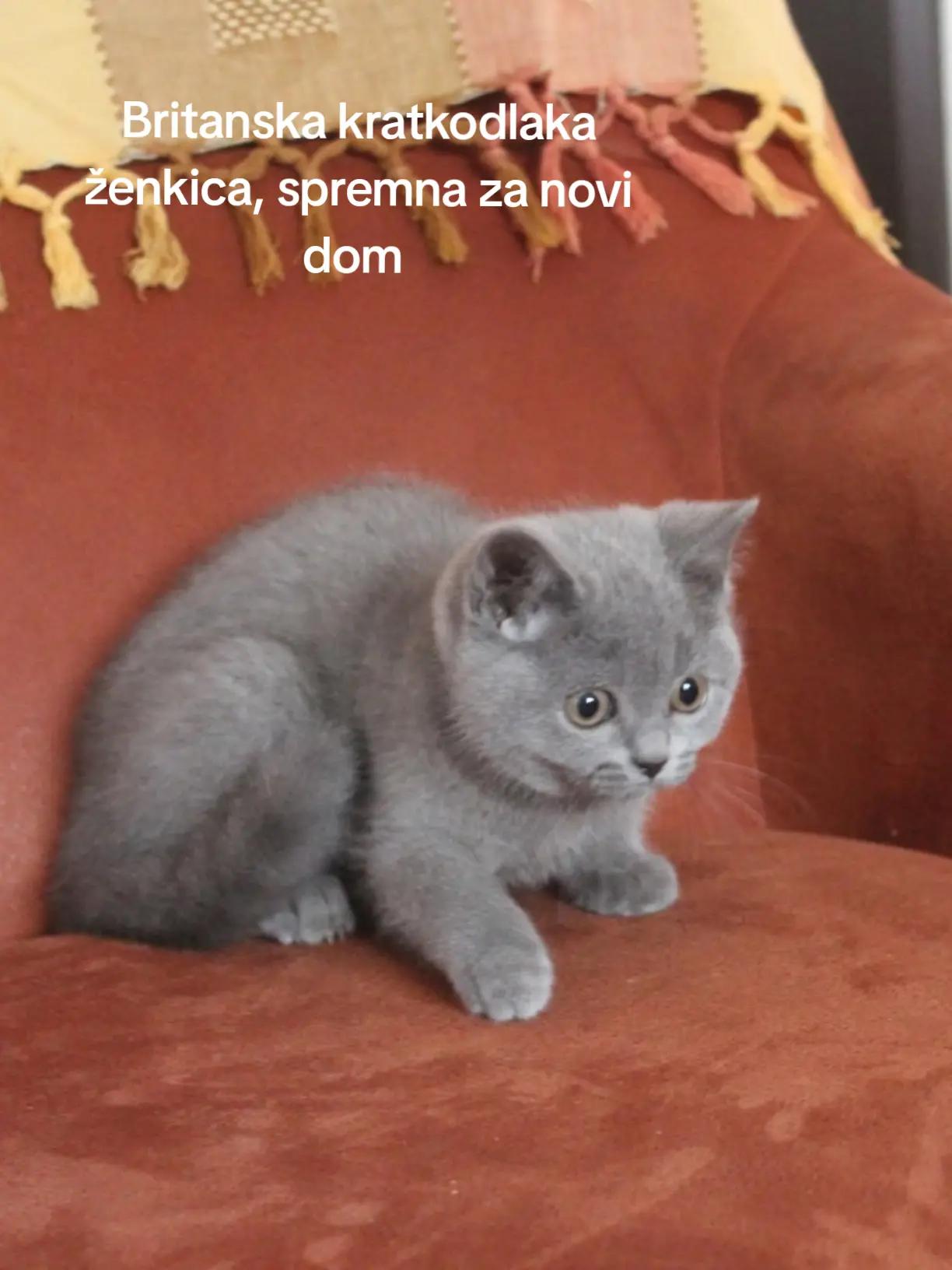 @Britanska kratkodlaka mačka
