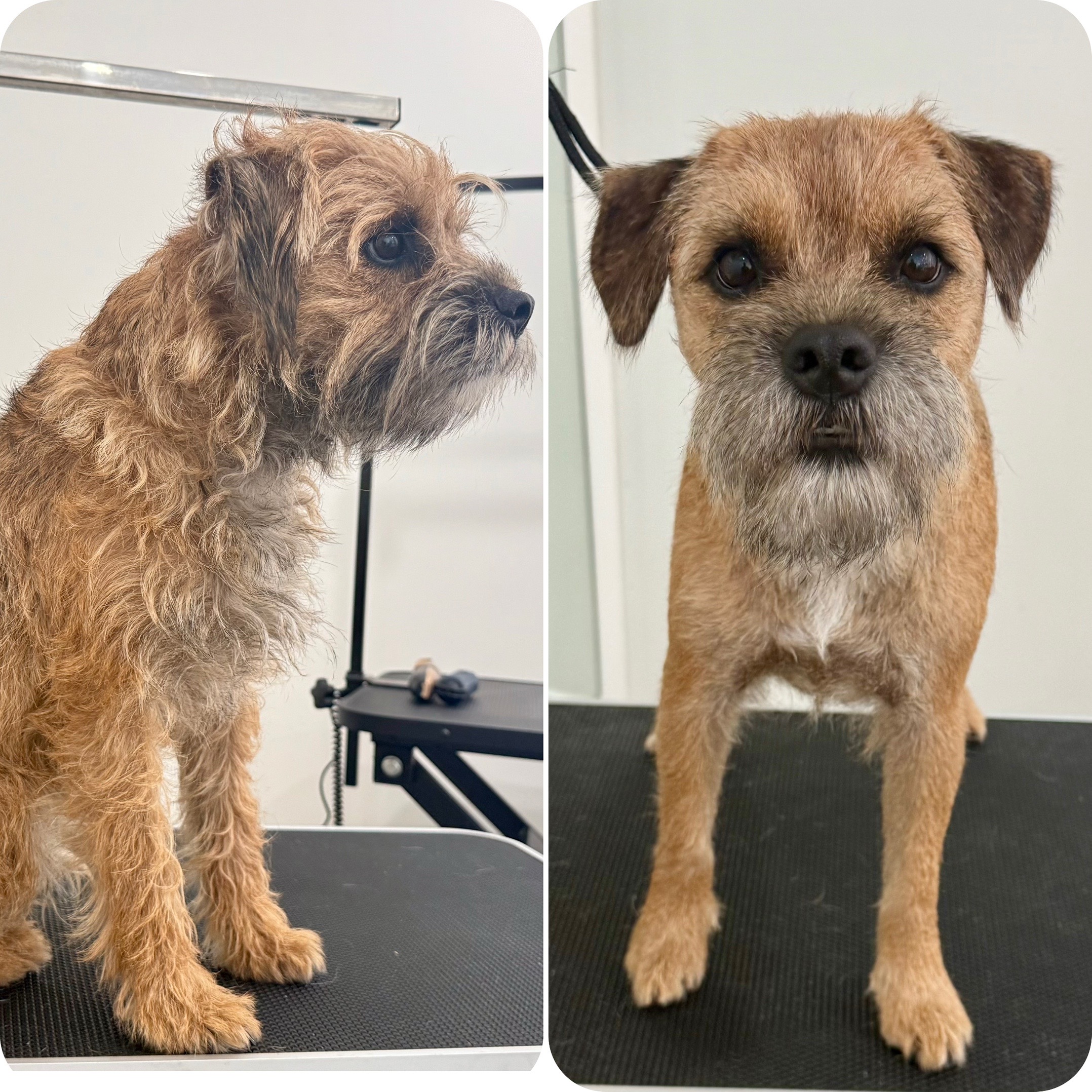@Julia_theGroomer