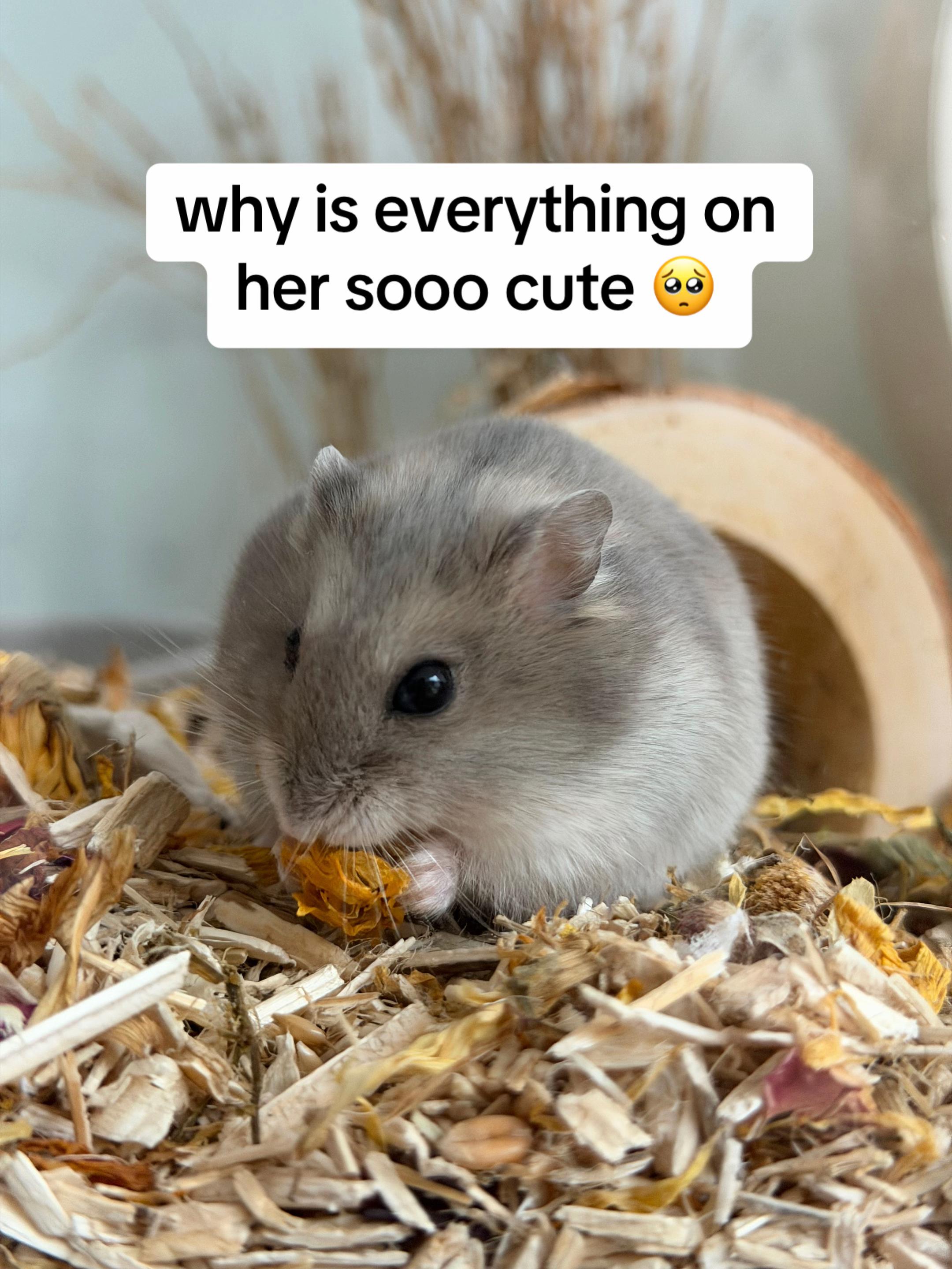 @peanutthehamster1