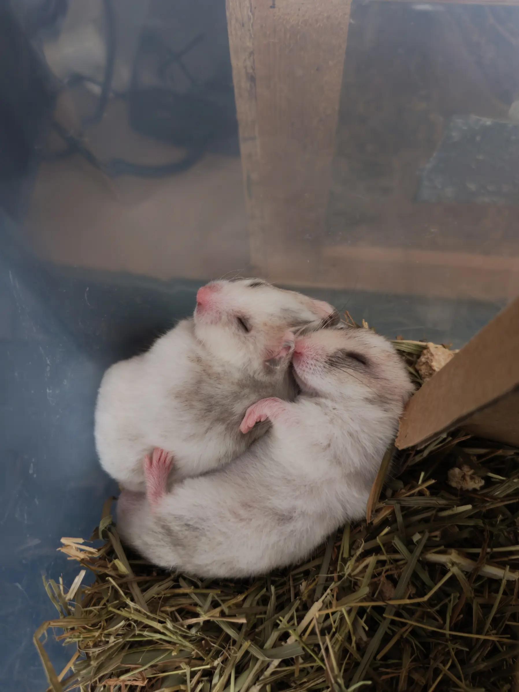 @Animal Passion