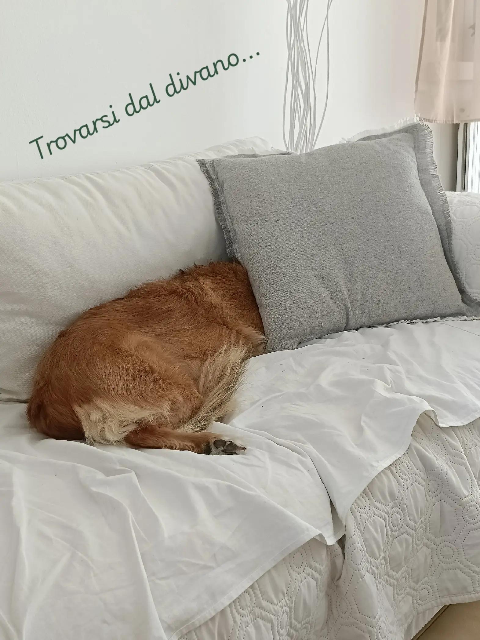 @PasqualeArmillotta