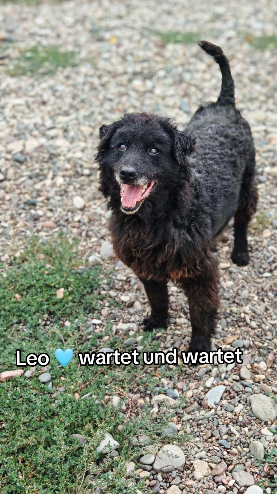 @Ankerhunde e.V.