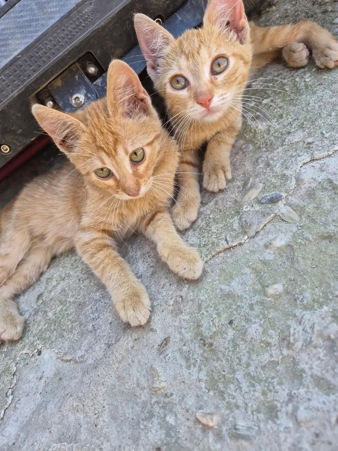 @gatto 🐱