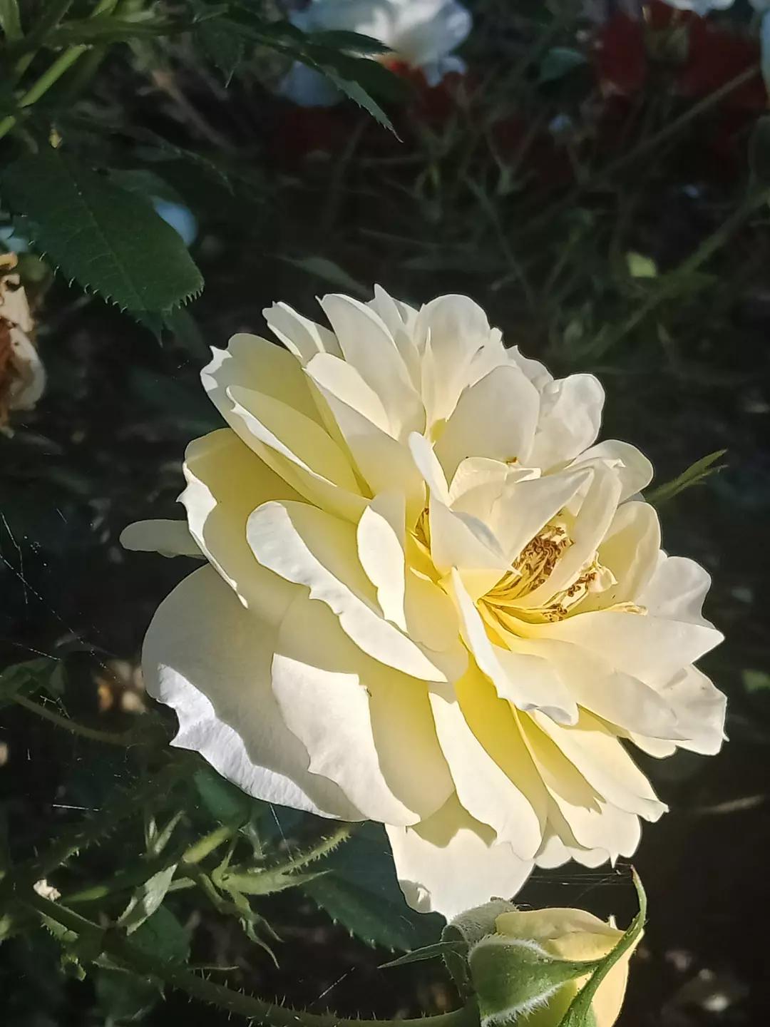@Jaskółeczka 💫💫💫💫