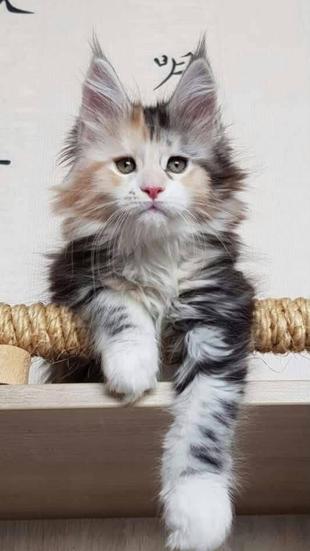 @Maine Coon Kittens