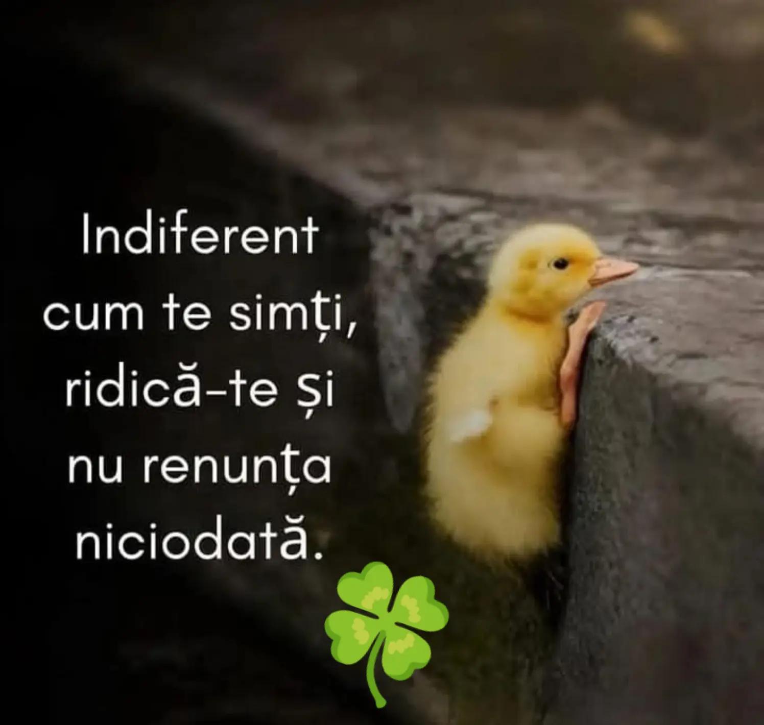 @1744.🍀🖤🍀