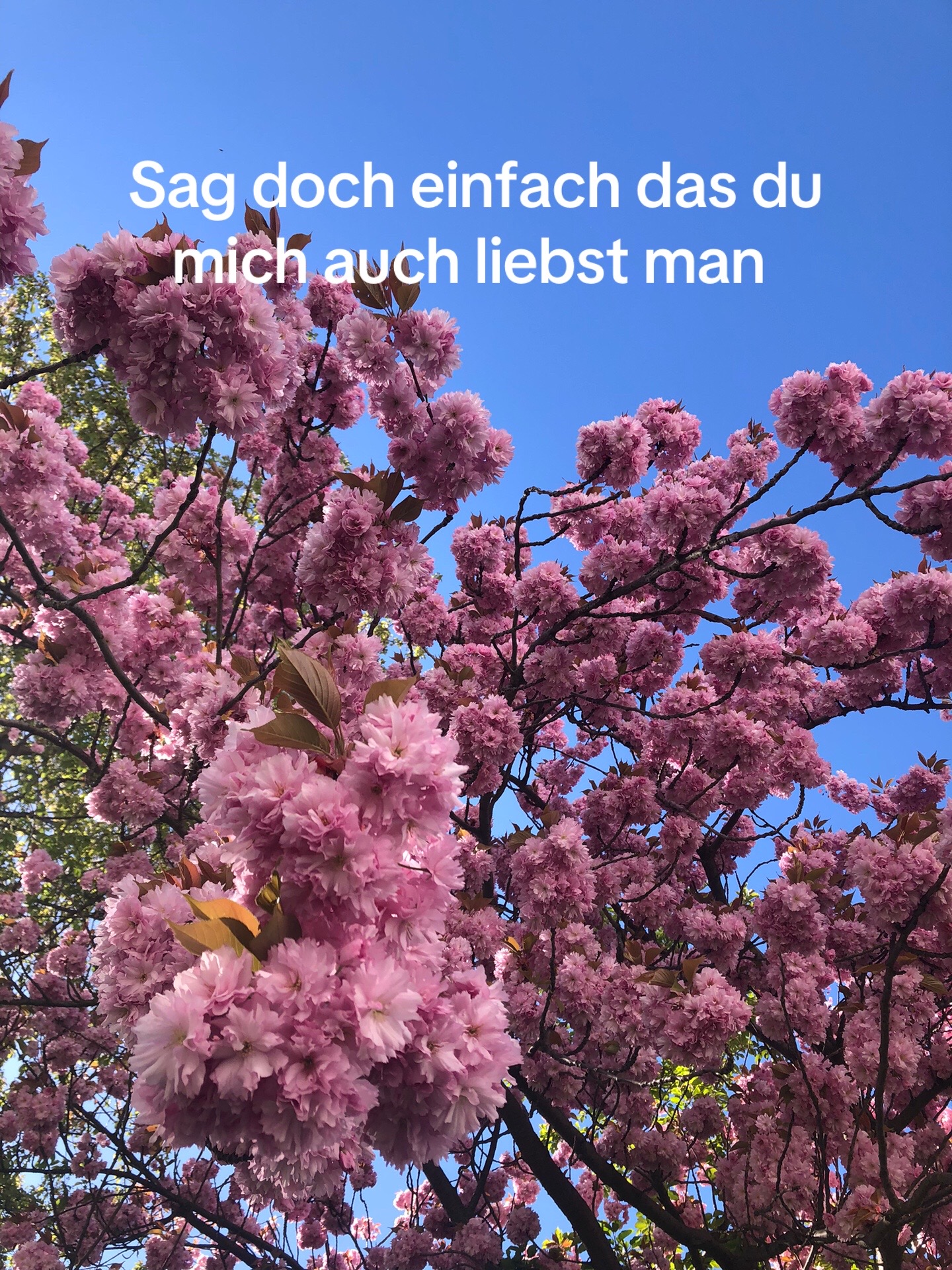 @seanf514