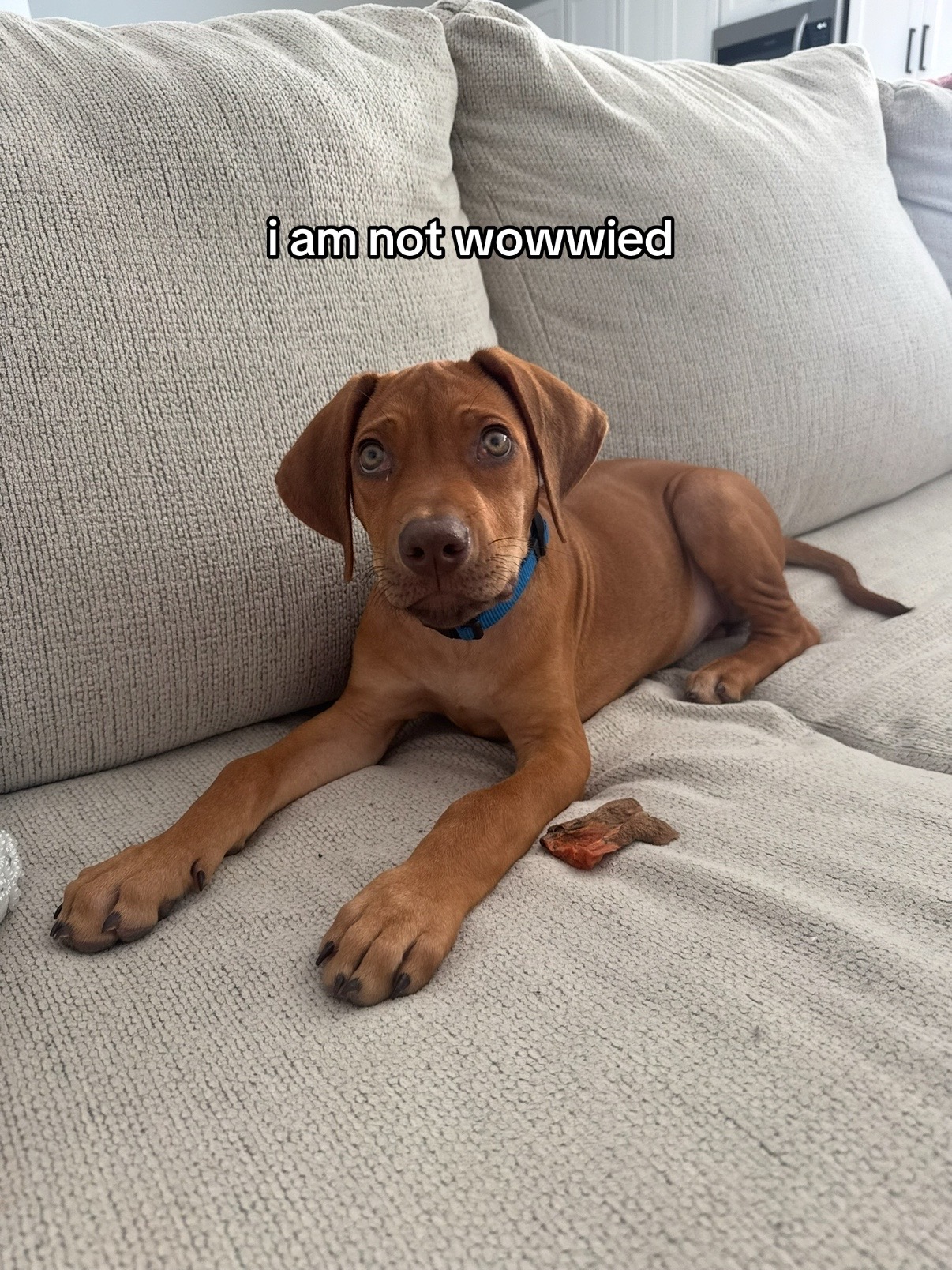 @Blue the Ridgeback