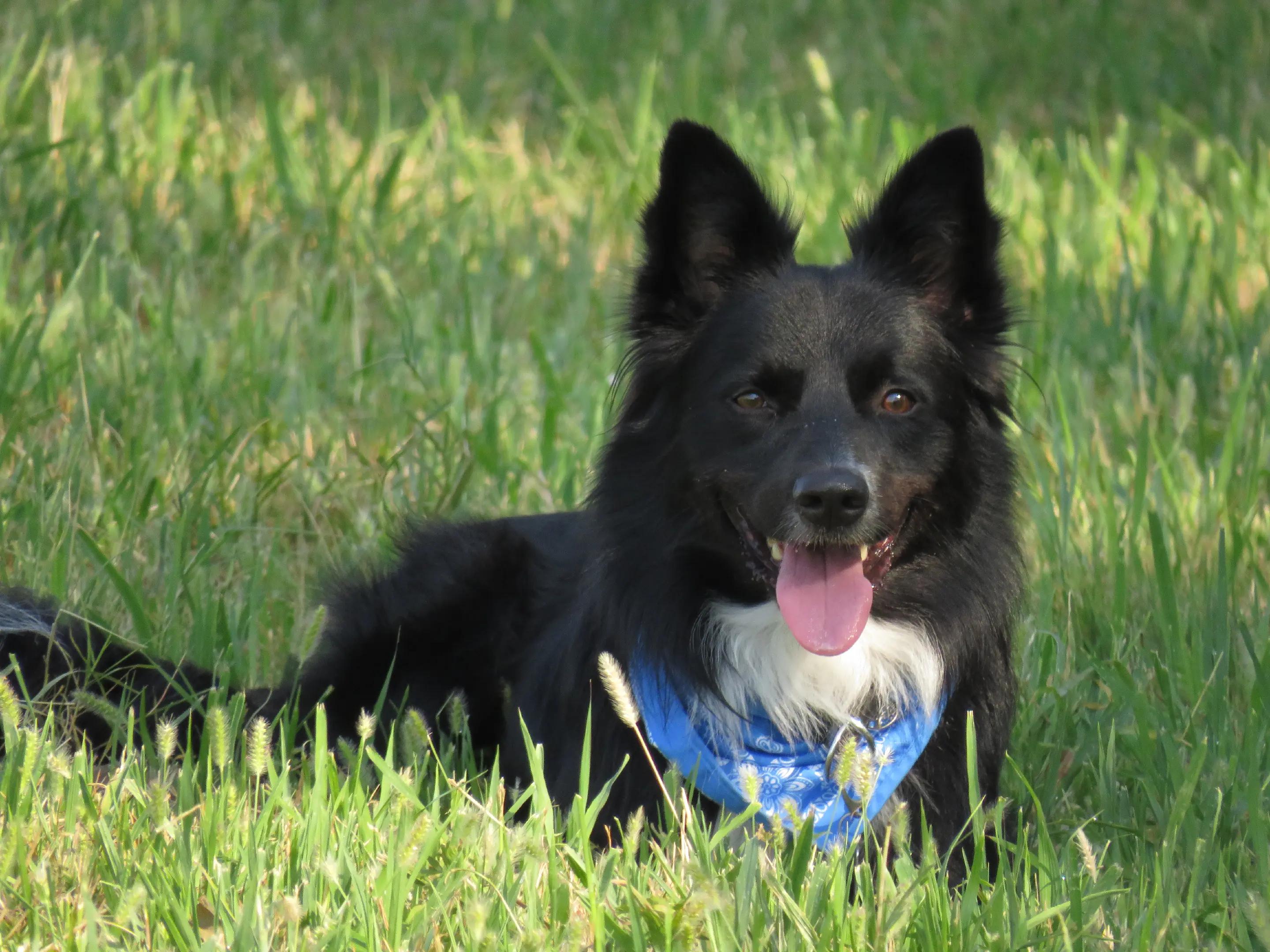 @Service dog Falco 🐾🦅🌈