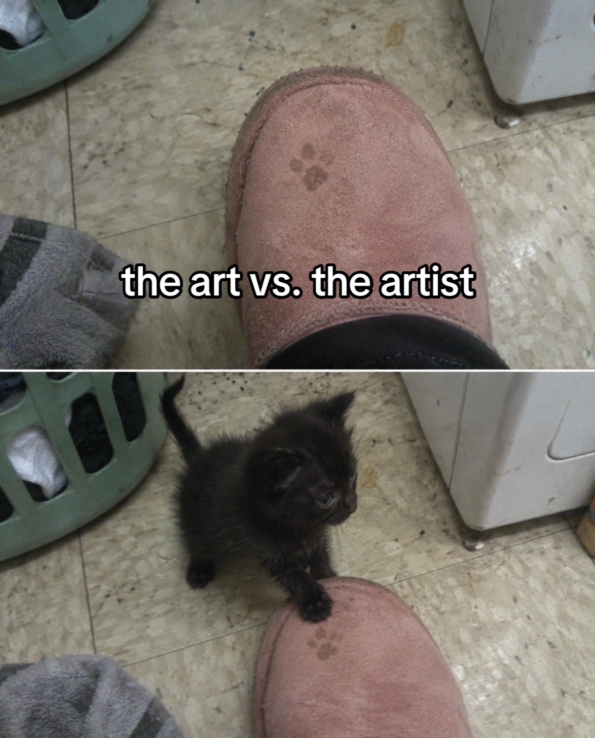 @cat memes