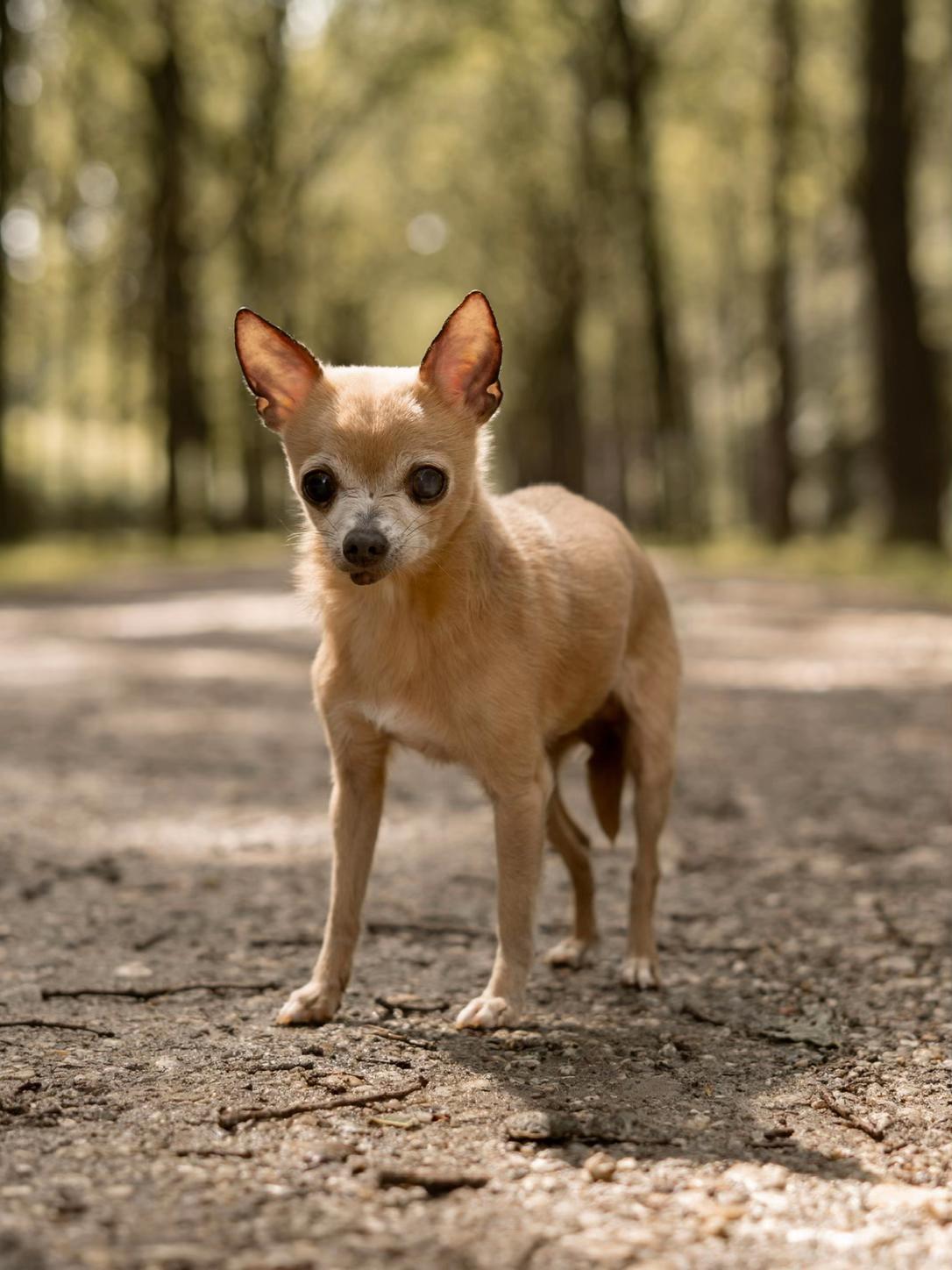 @Danielle |(chihuahua)mama 🐕🩵