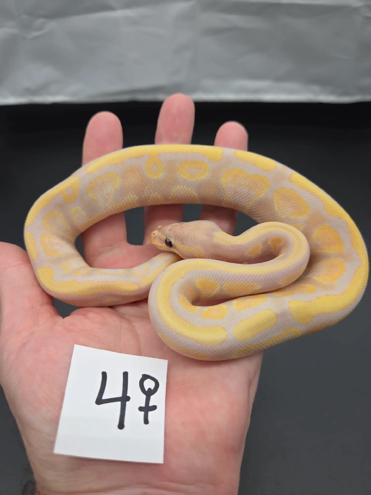 @Rikers Reptiles