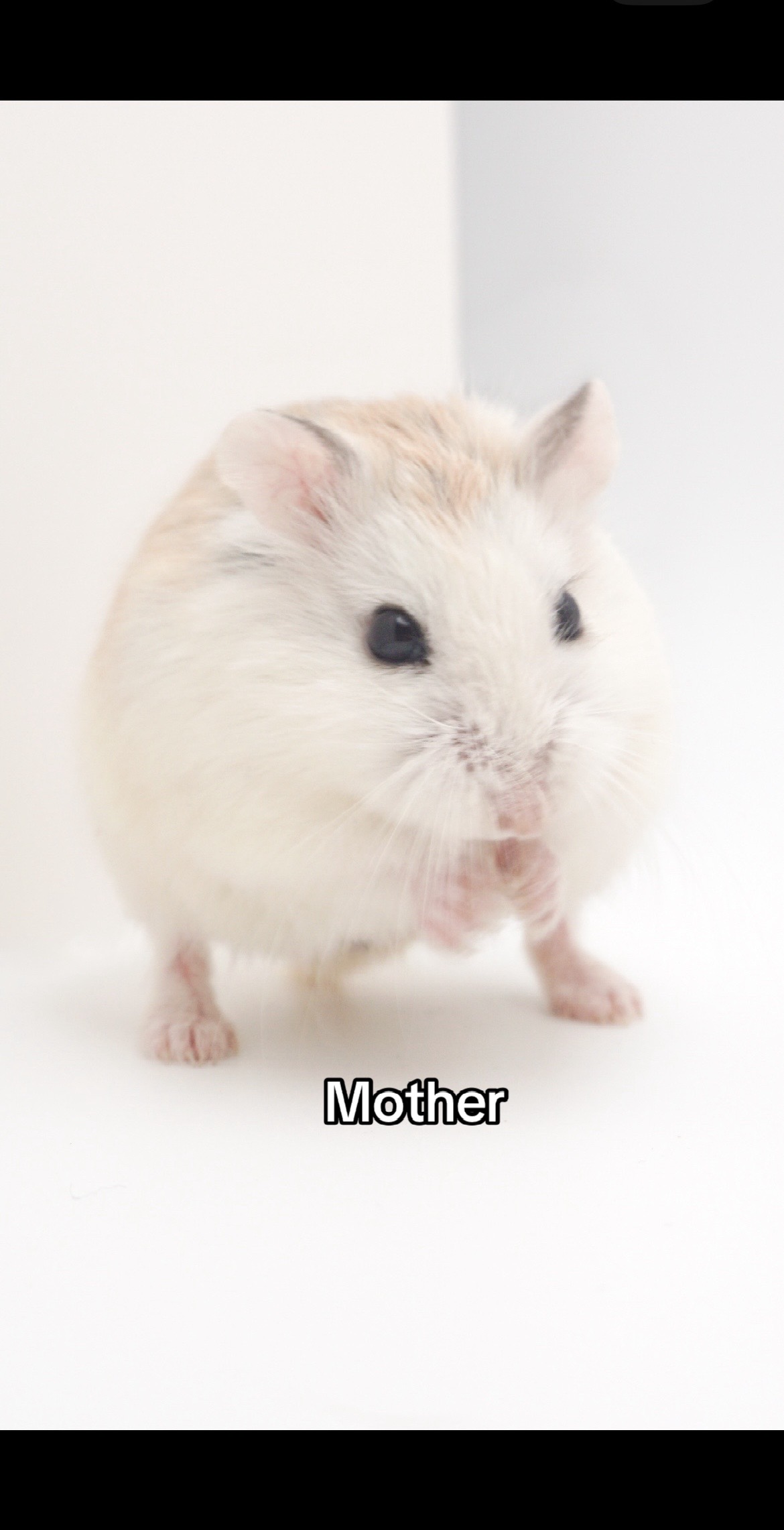 @Milkbun Hamstery 🍡